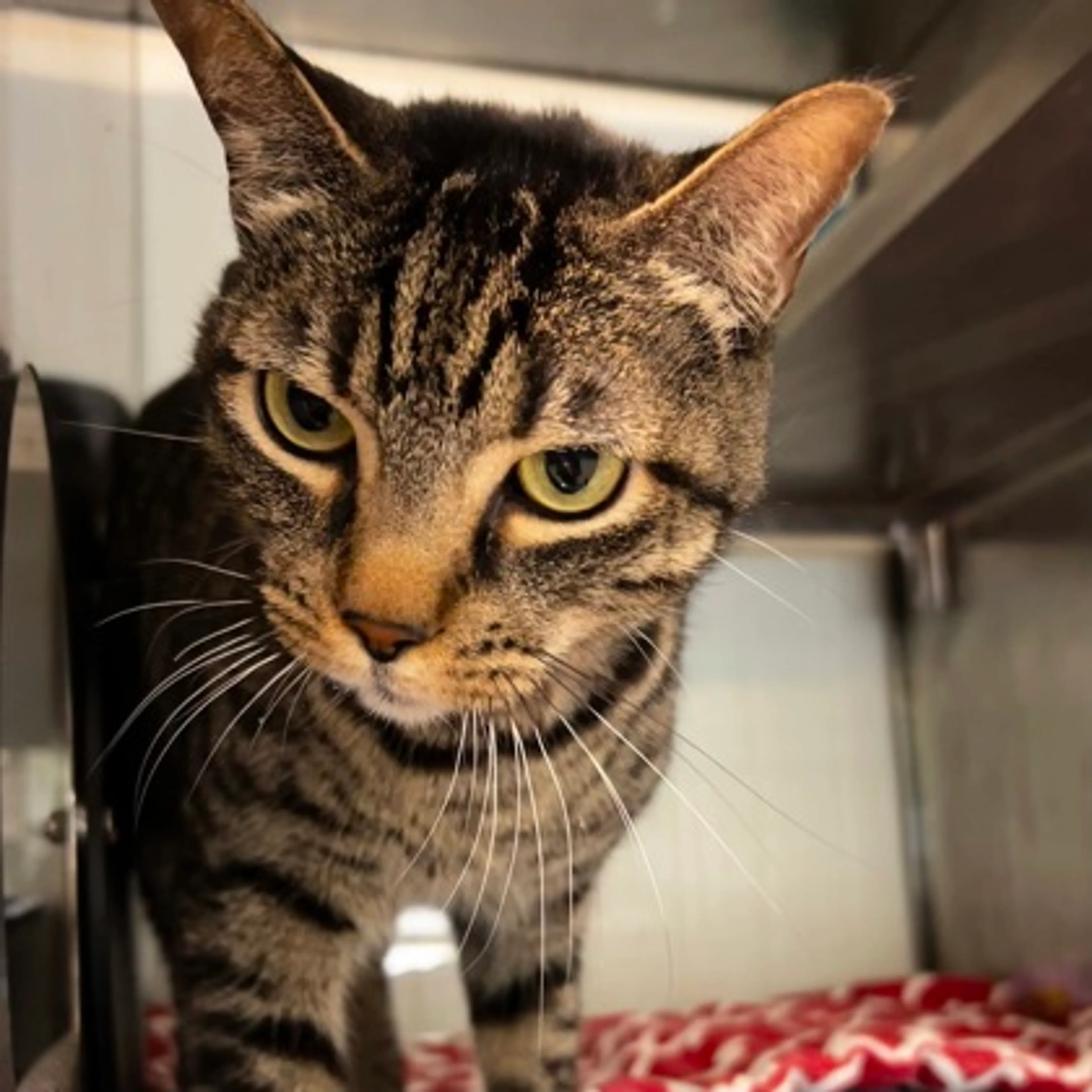 Found pet-1