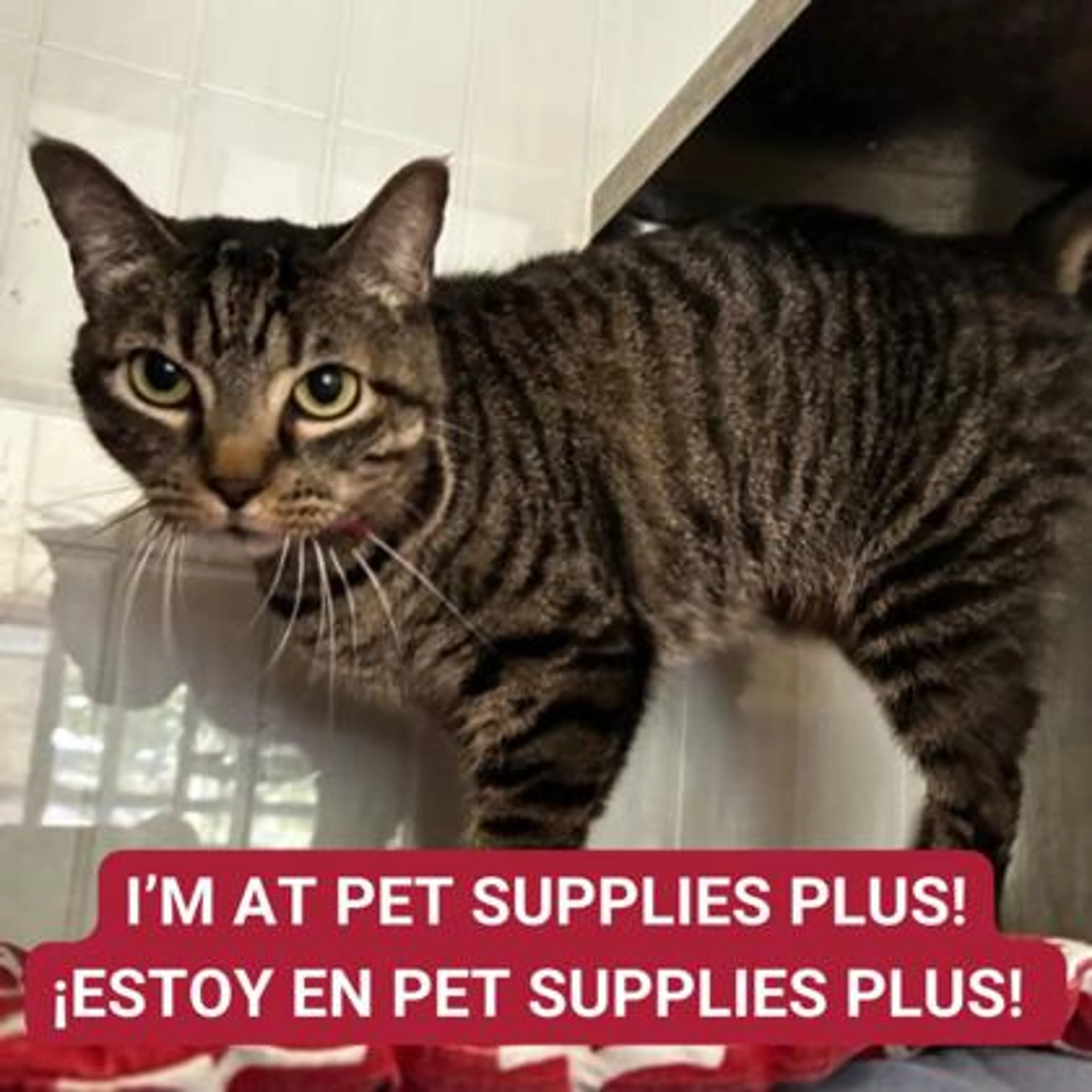 Found pet-0