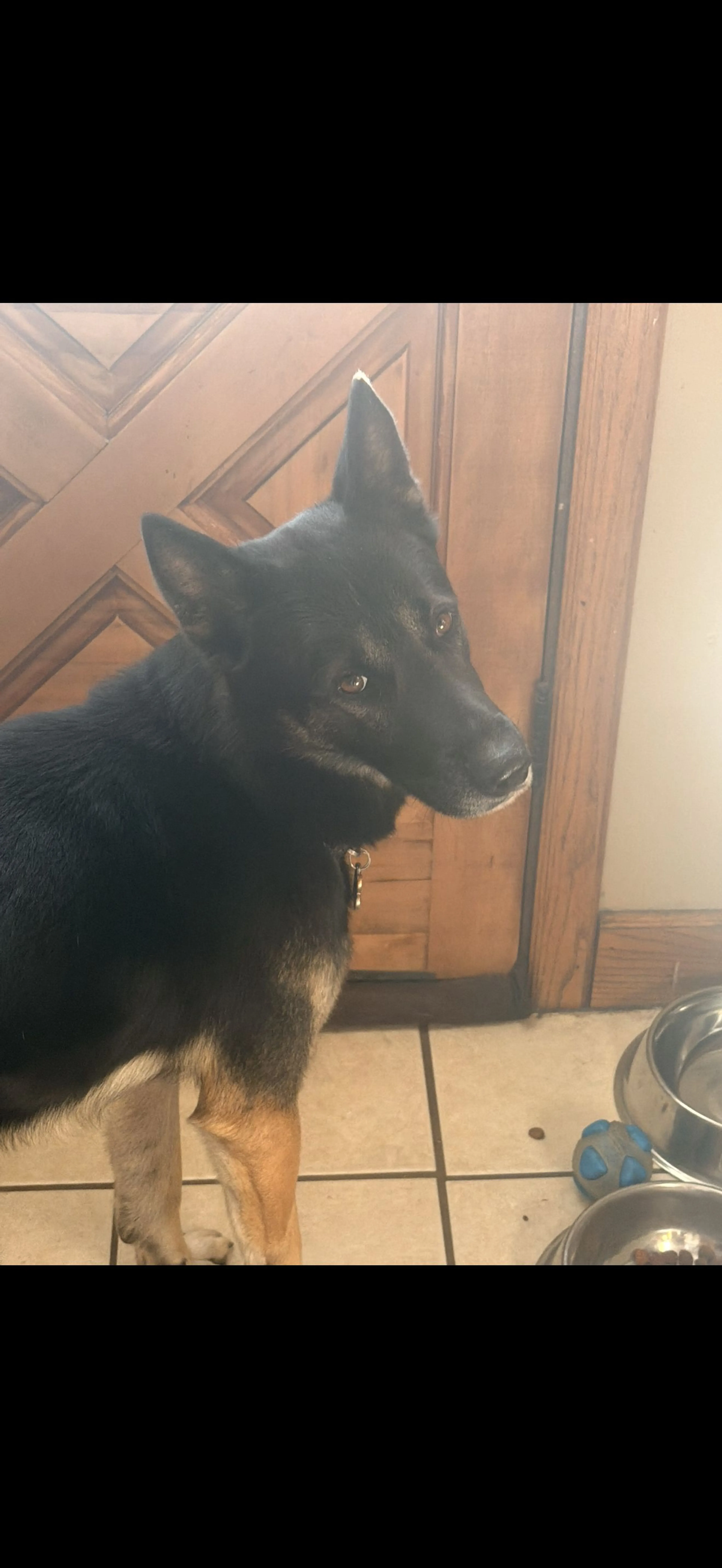 Lost pet