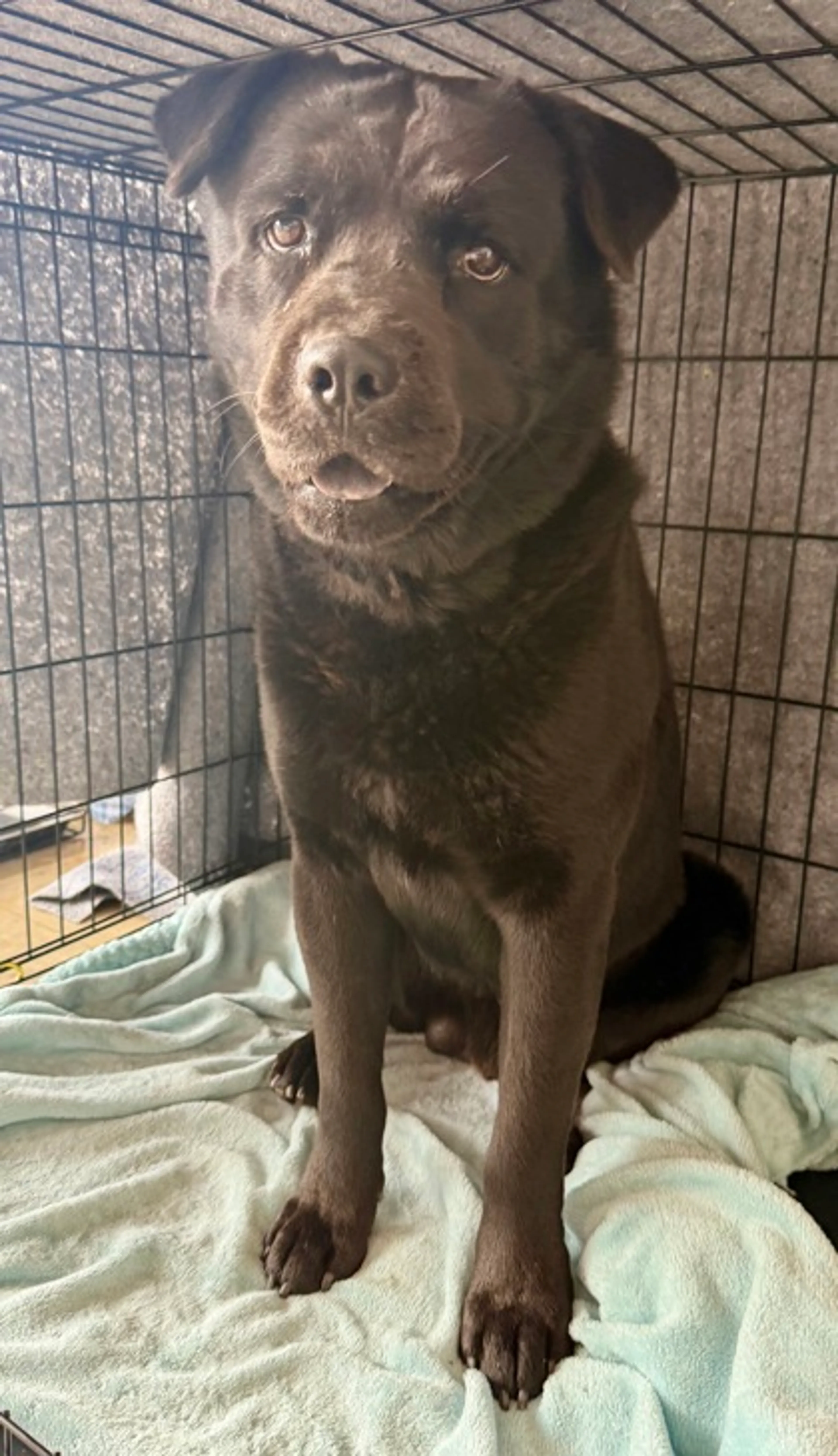 Found pet