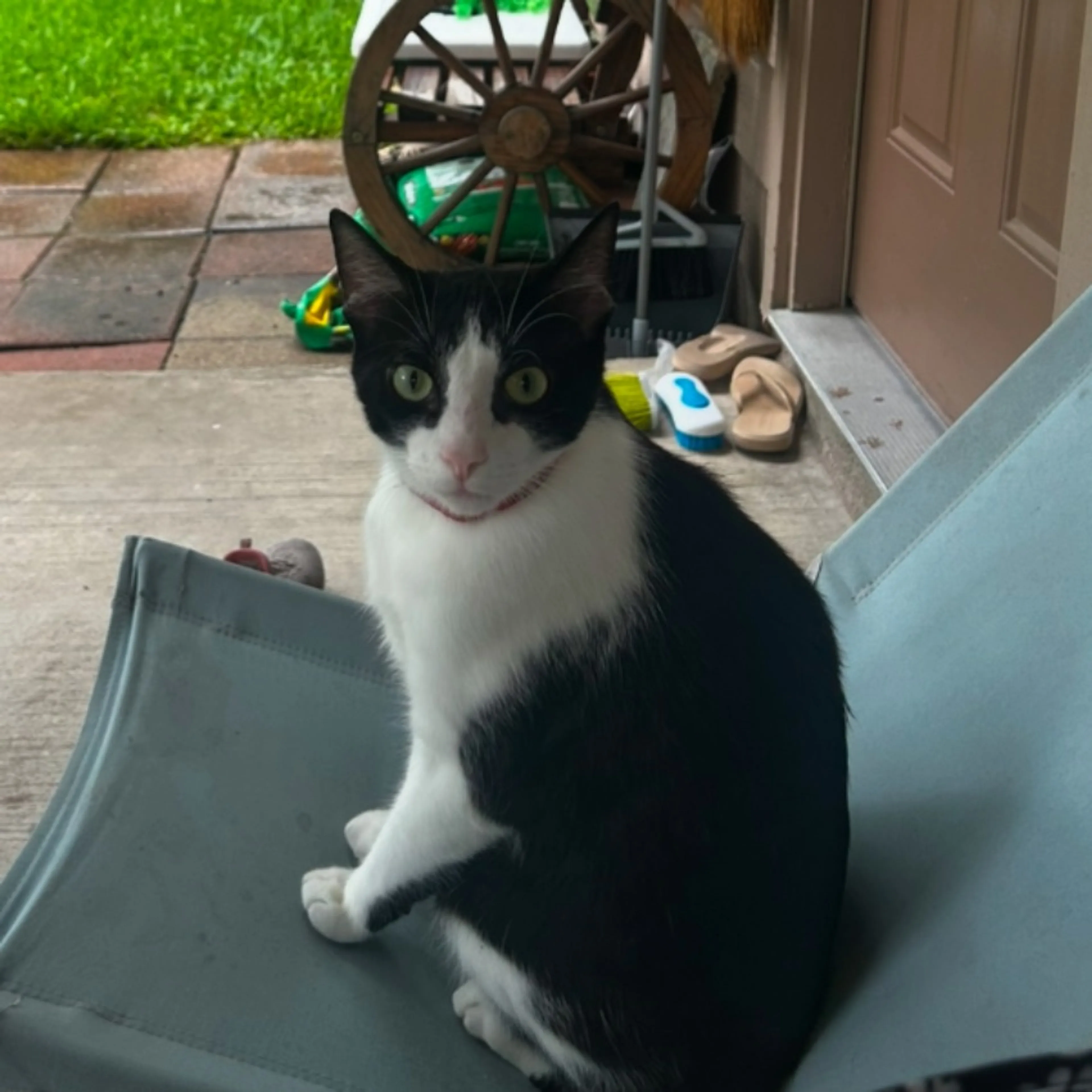 Lost pet