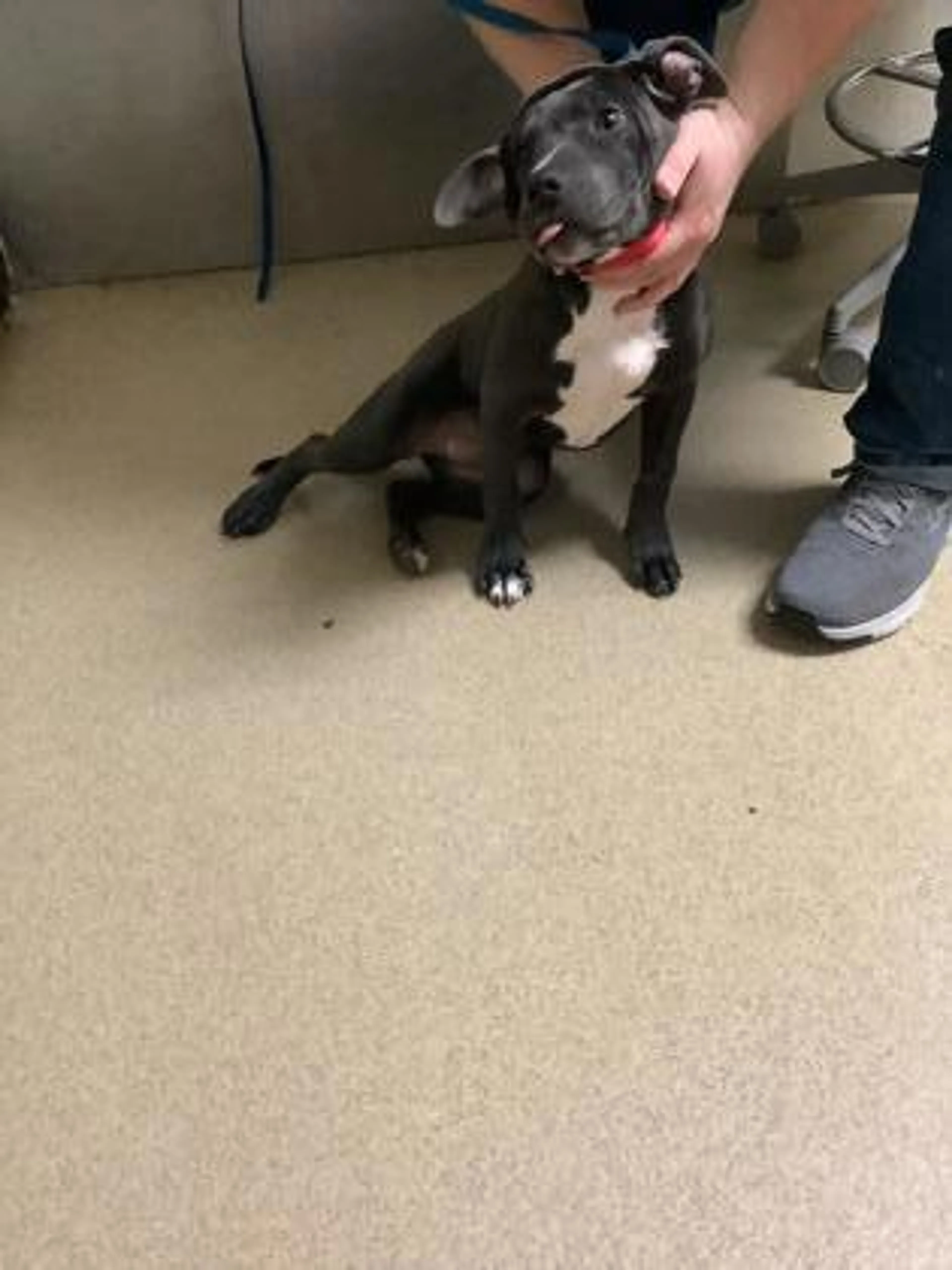 Found pet-1
