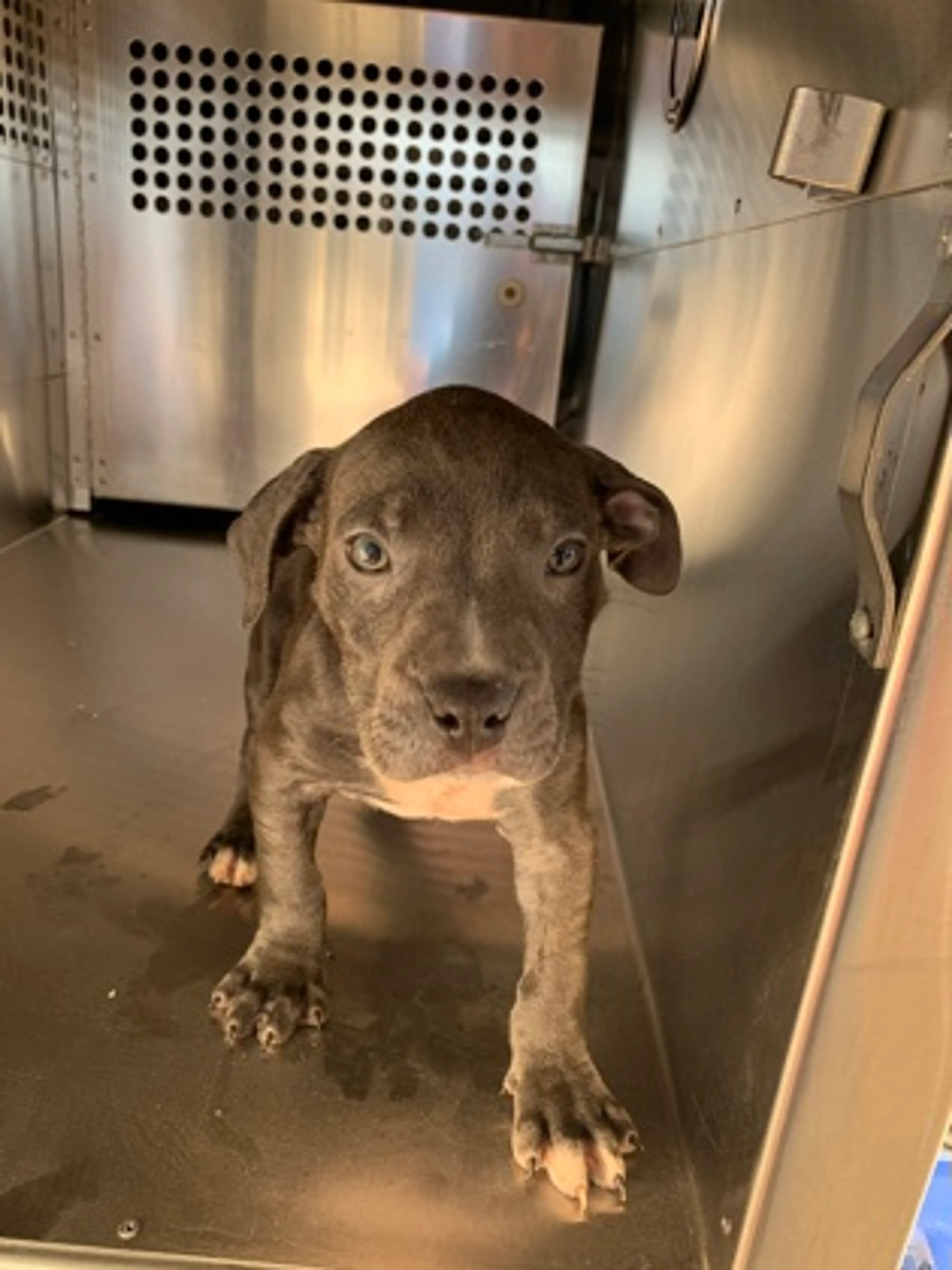 Found pet-2