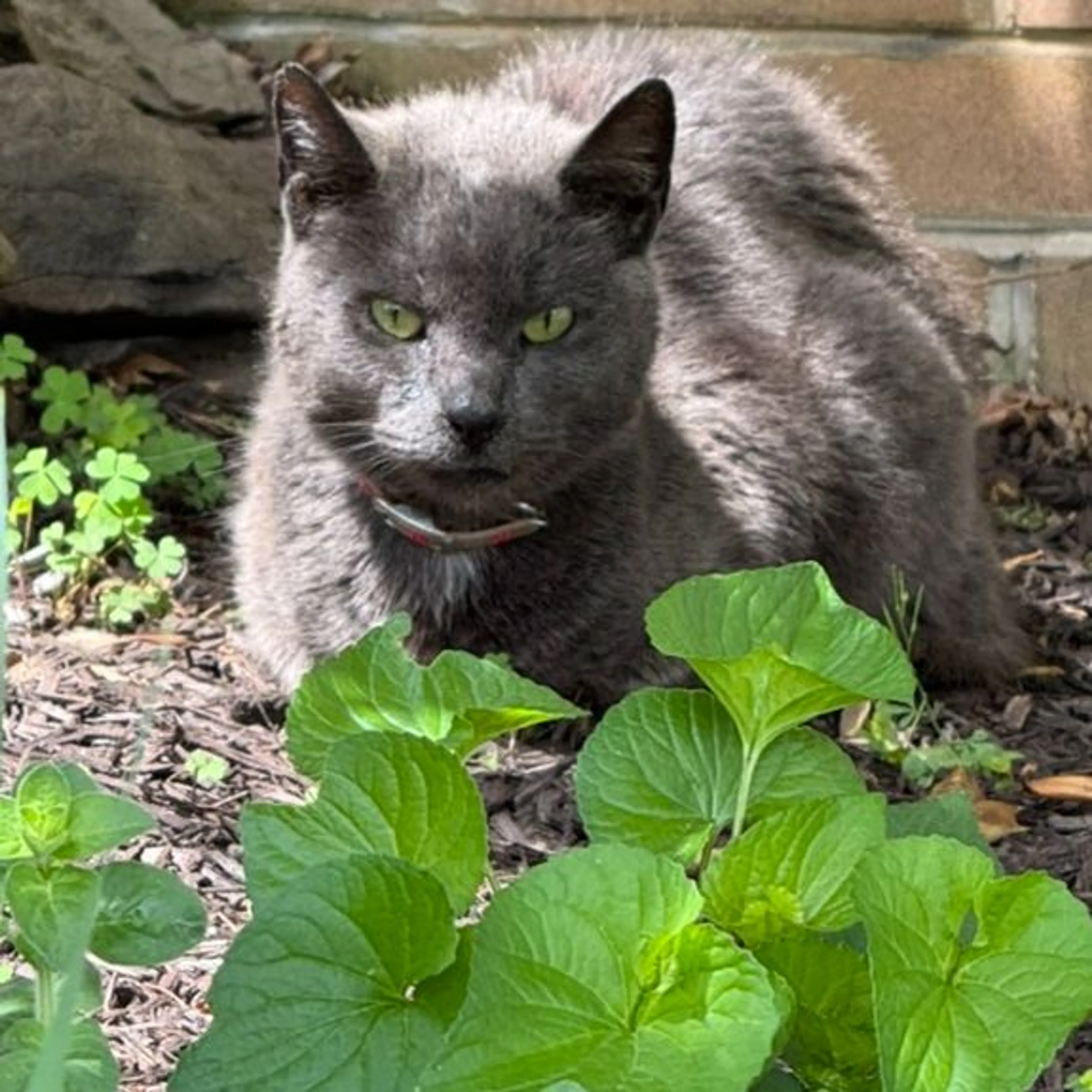 Found pet