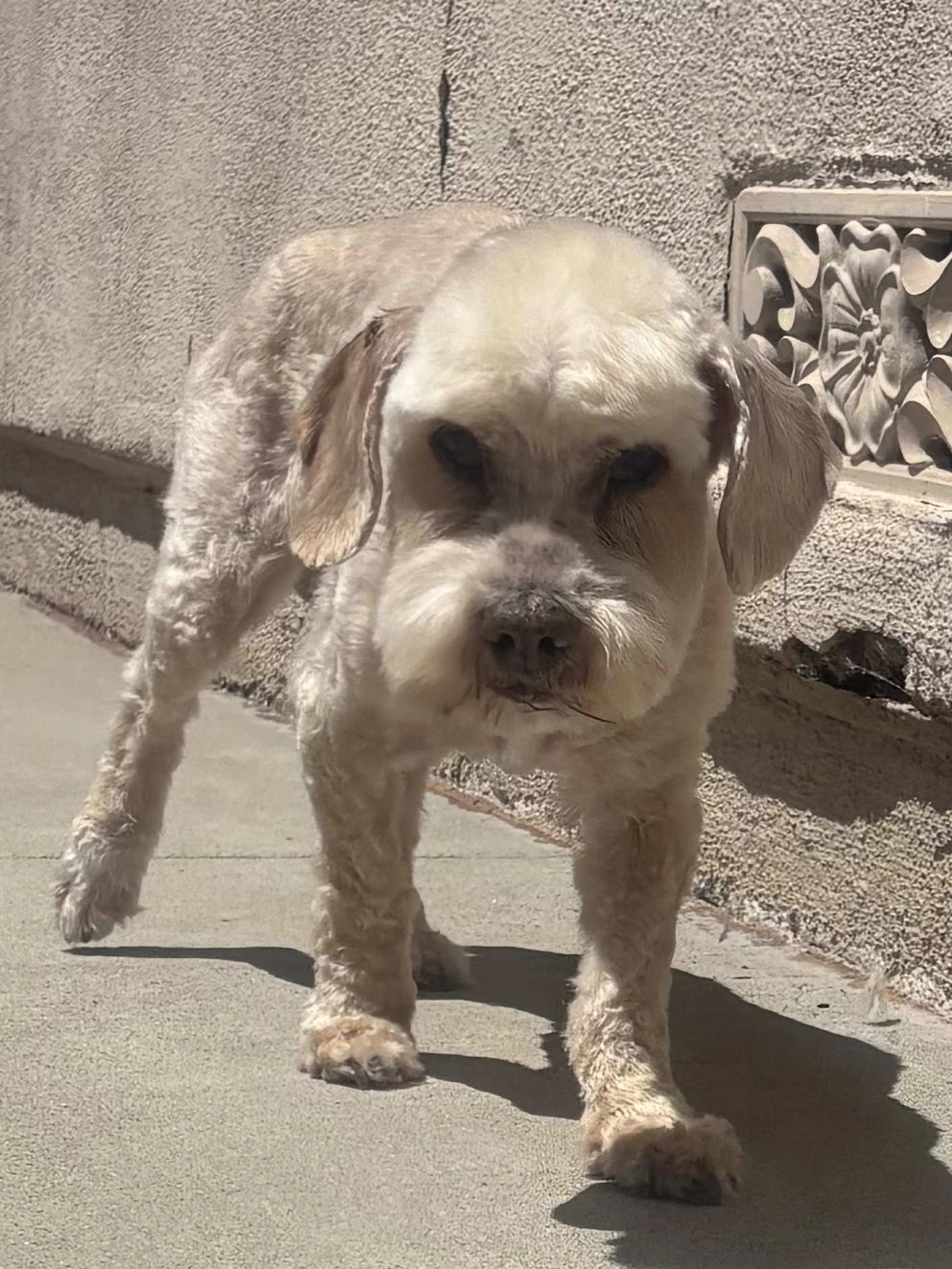 Lost pet