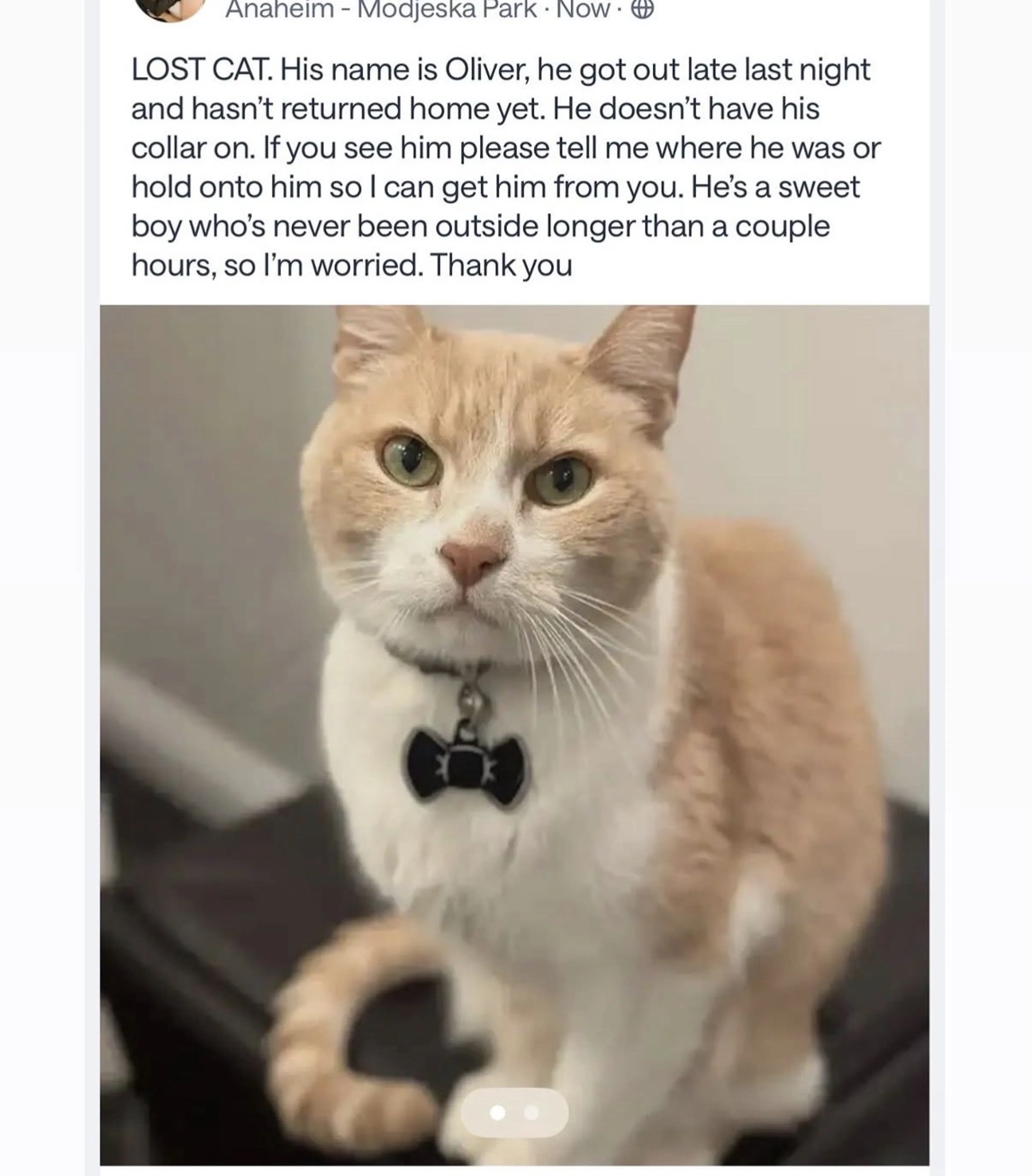 Lost pet