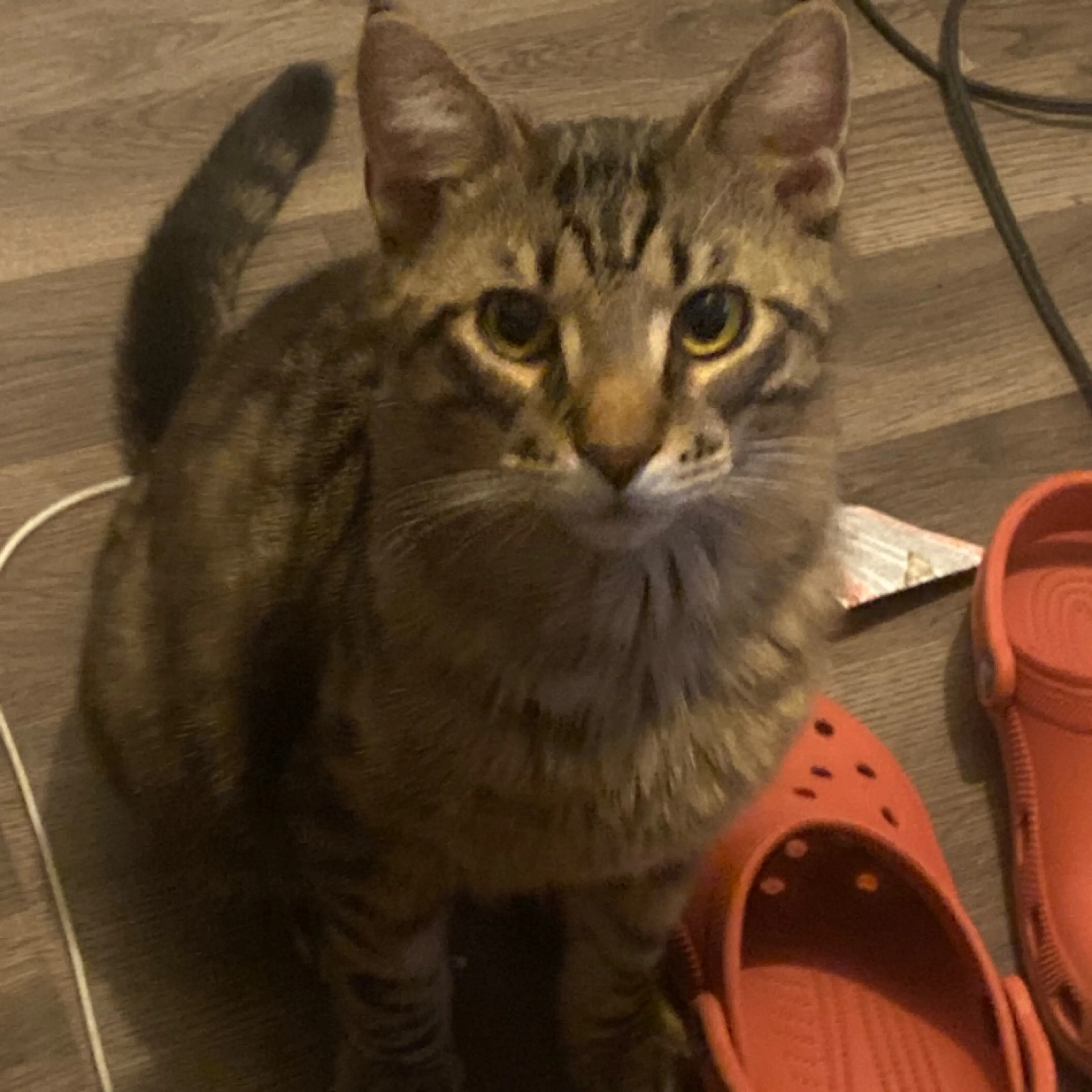 Lost pet