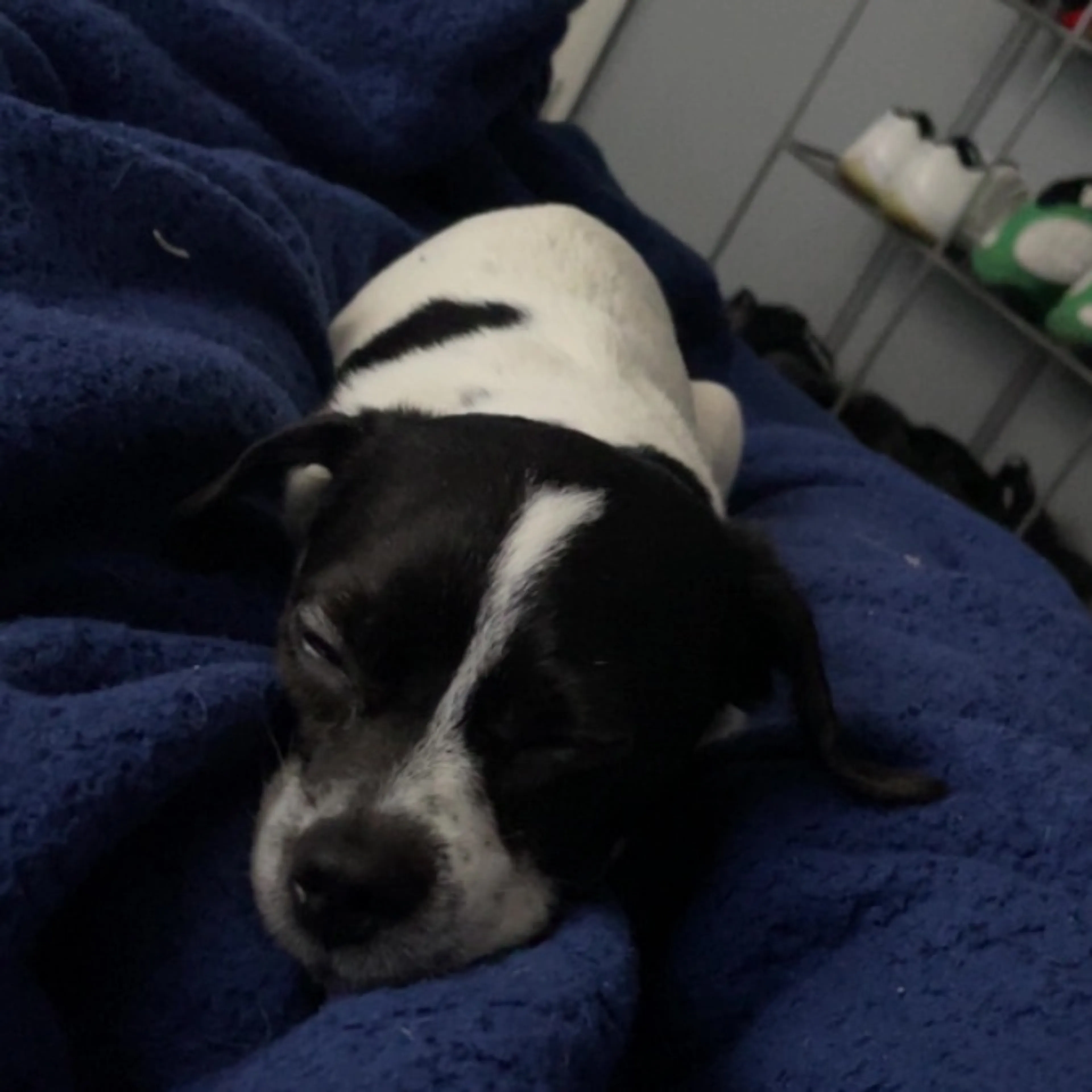 Lost pet