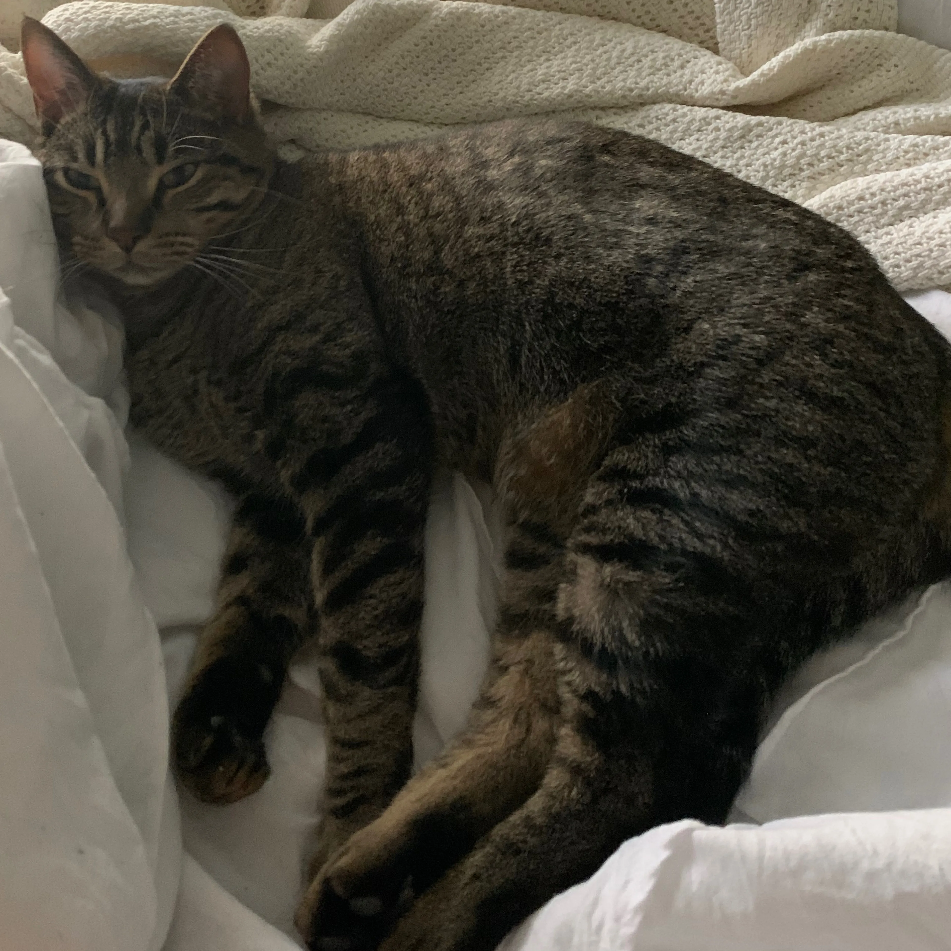 Lost pet-1