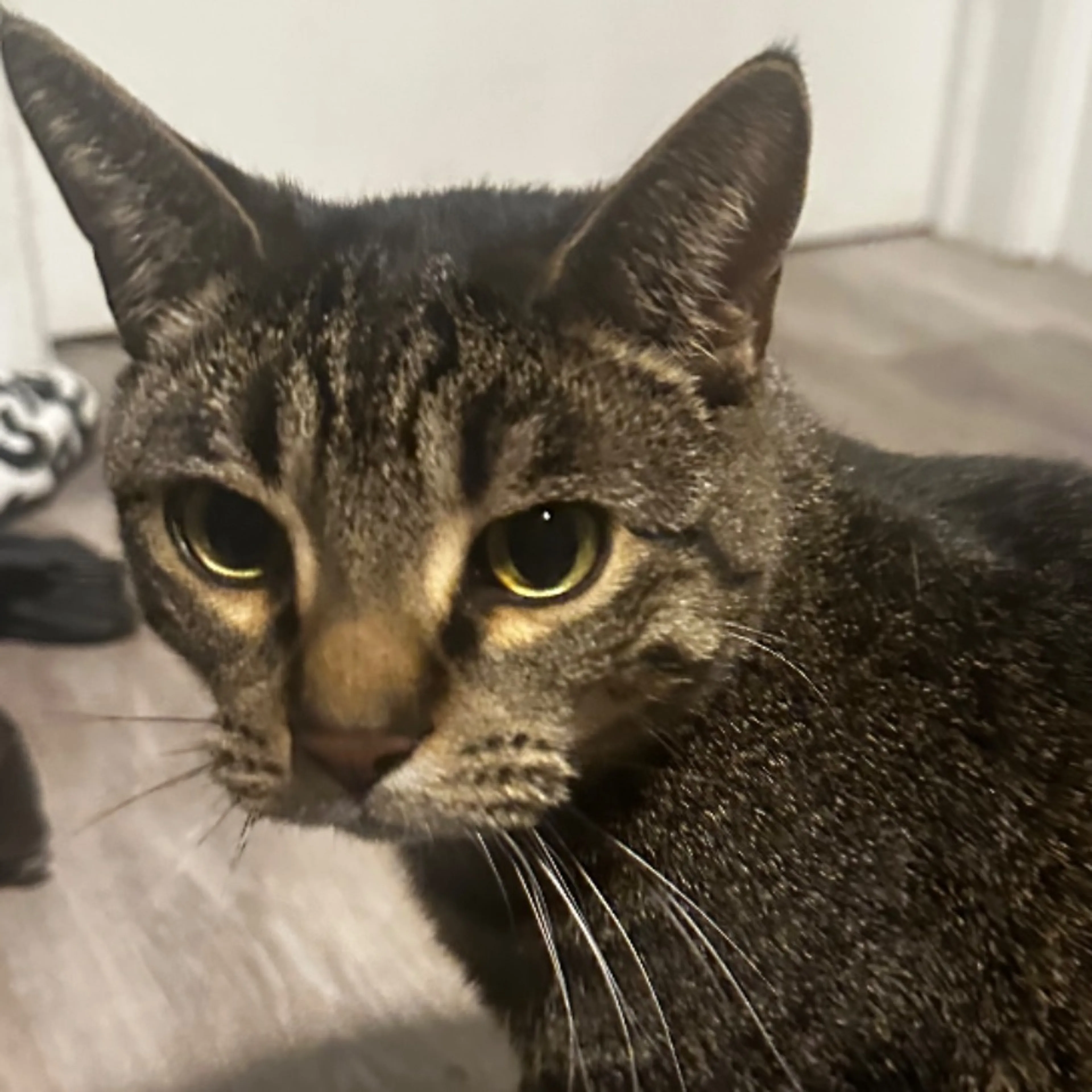Lost pet-0