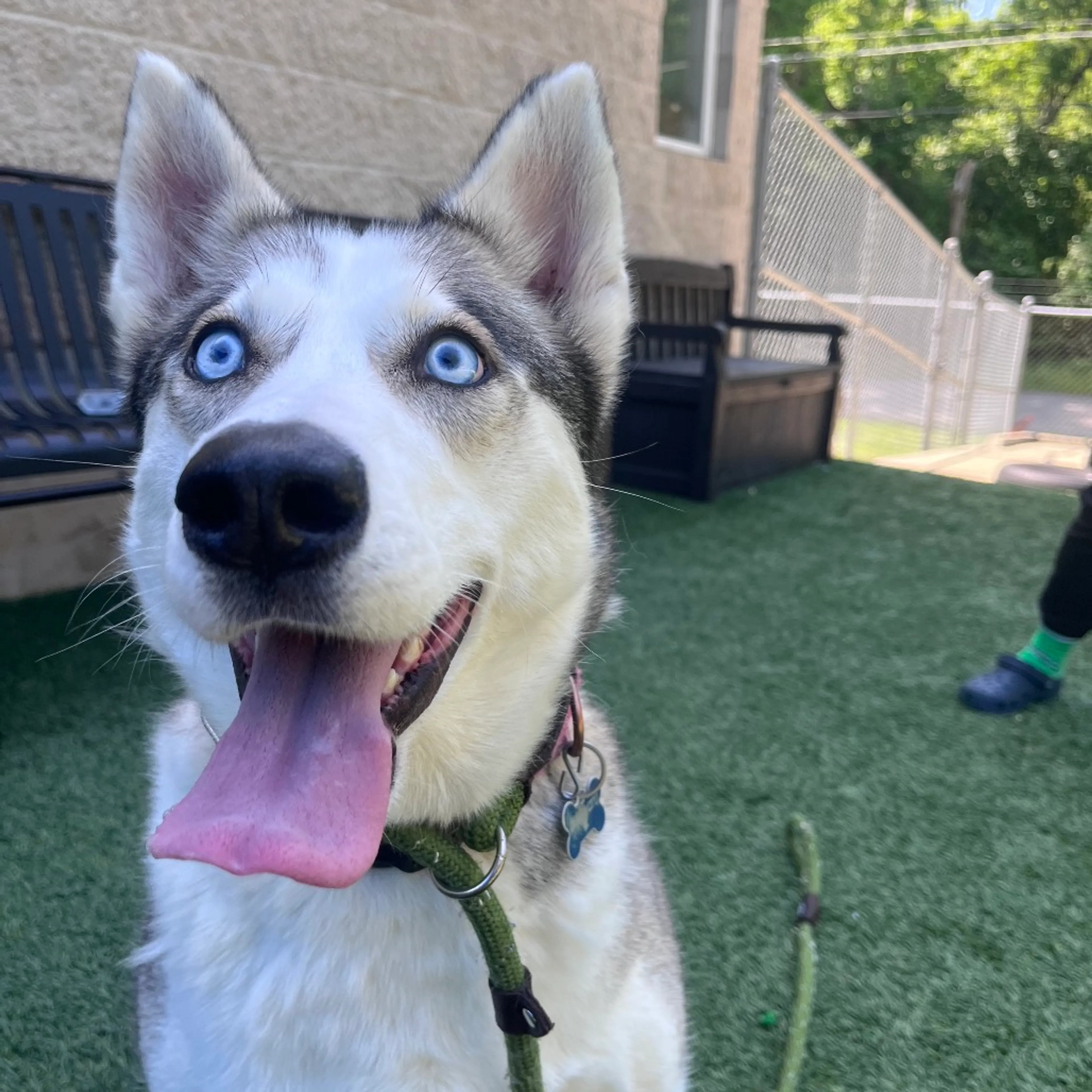 Found pet-3