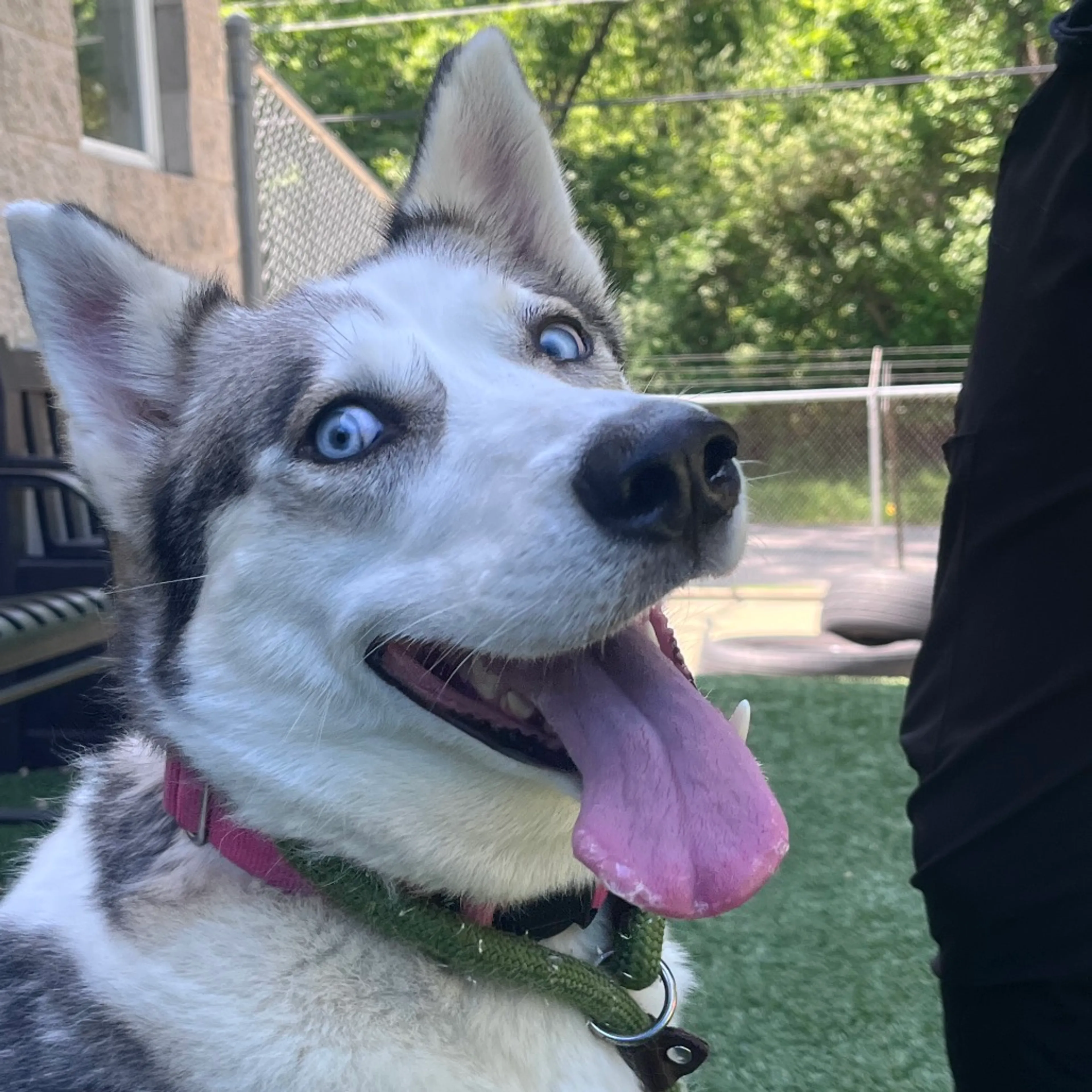 Found pet-4