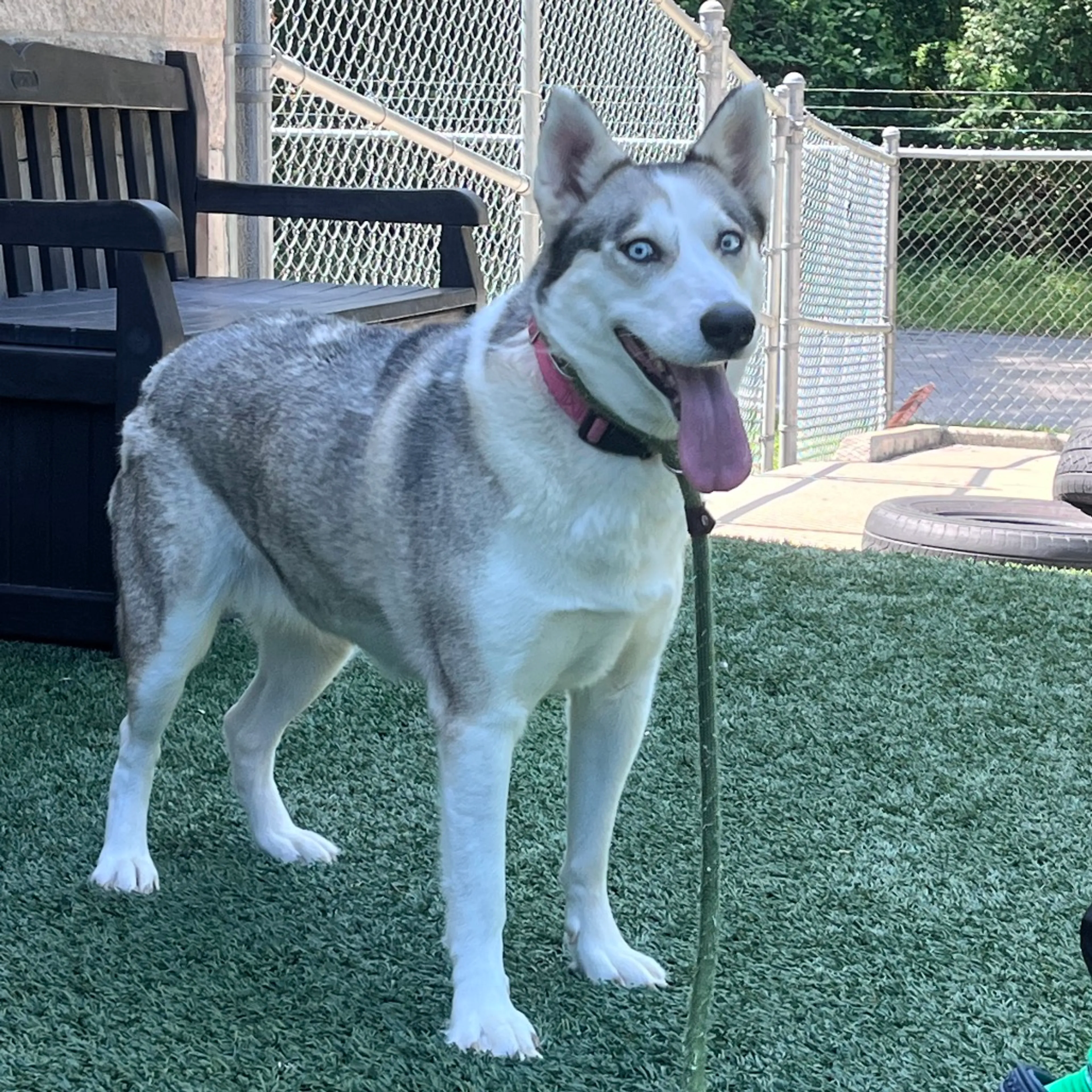 Found pet-1