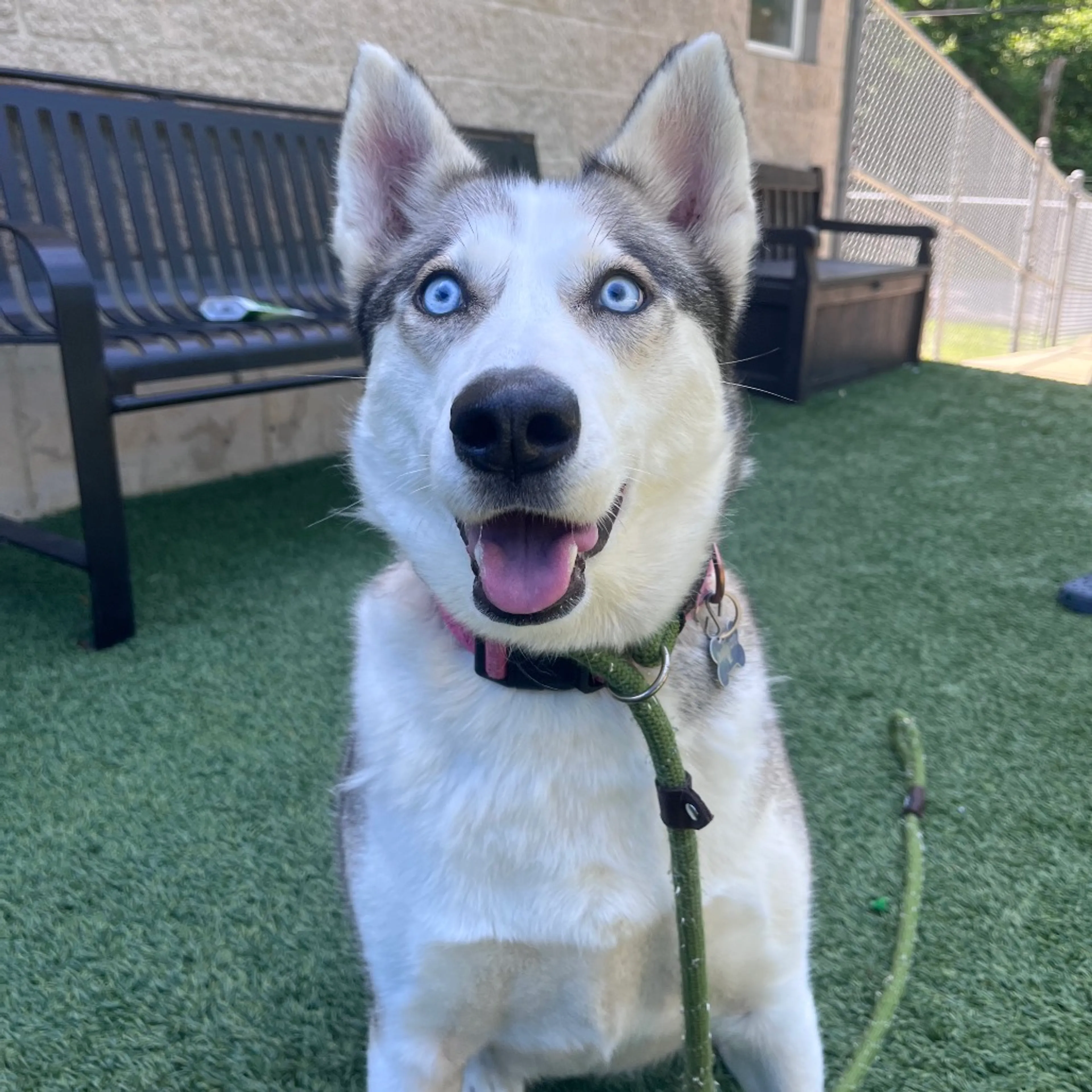 Found pet-2