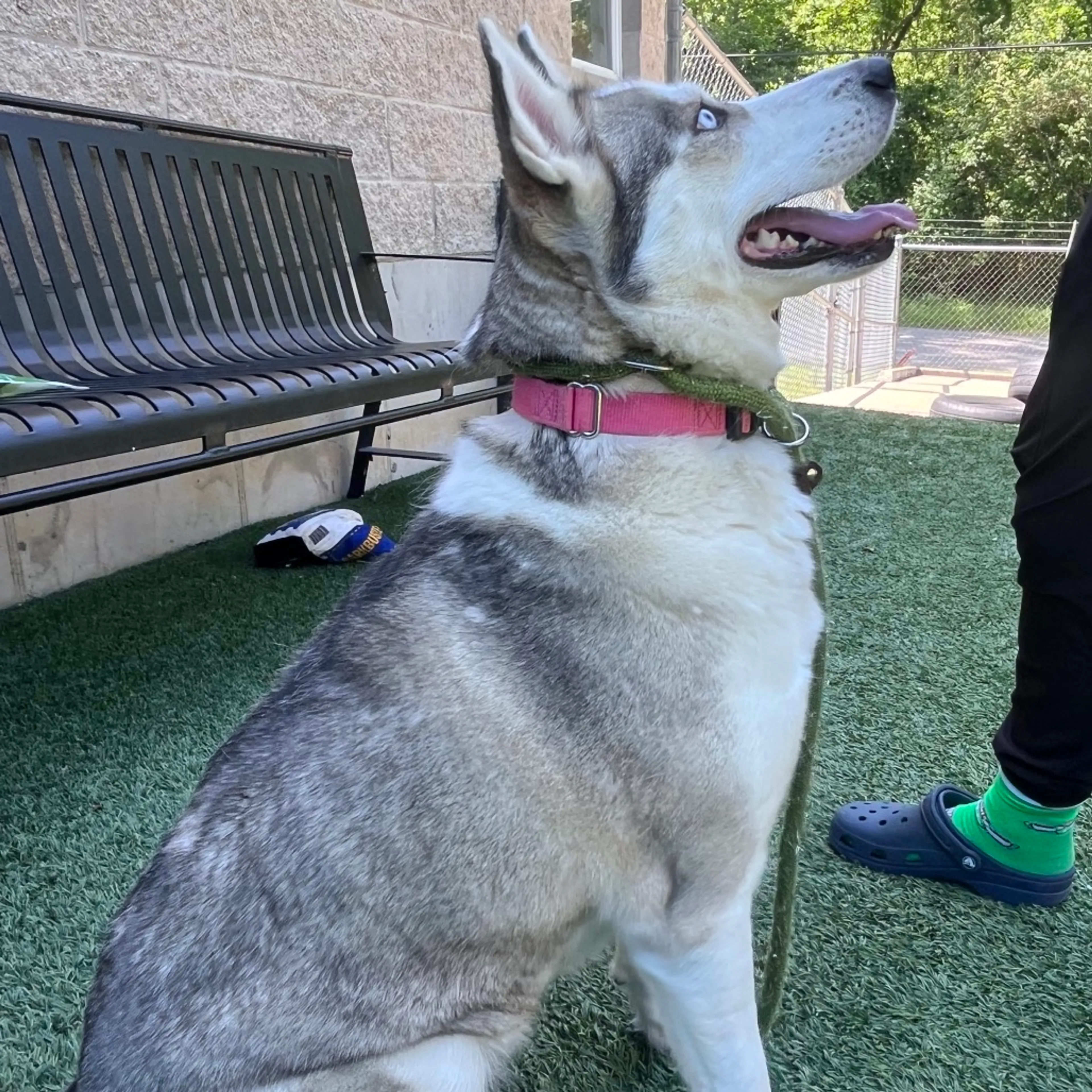 Found pet-6