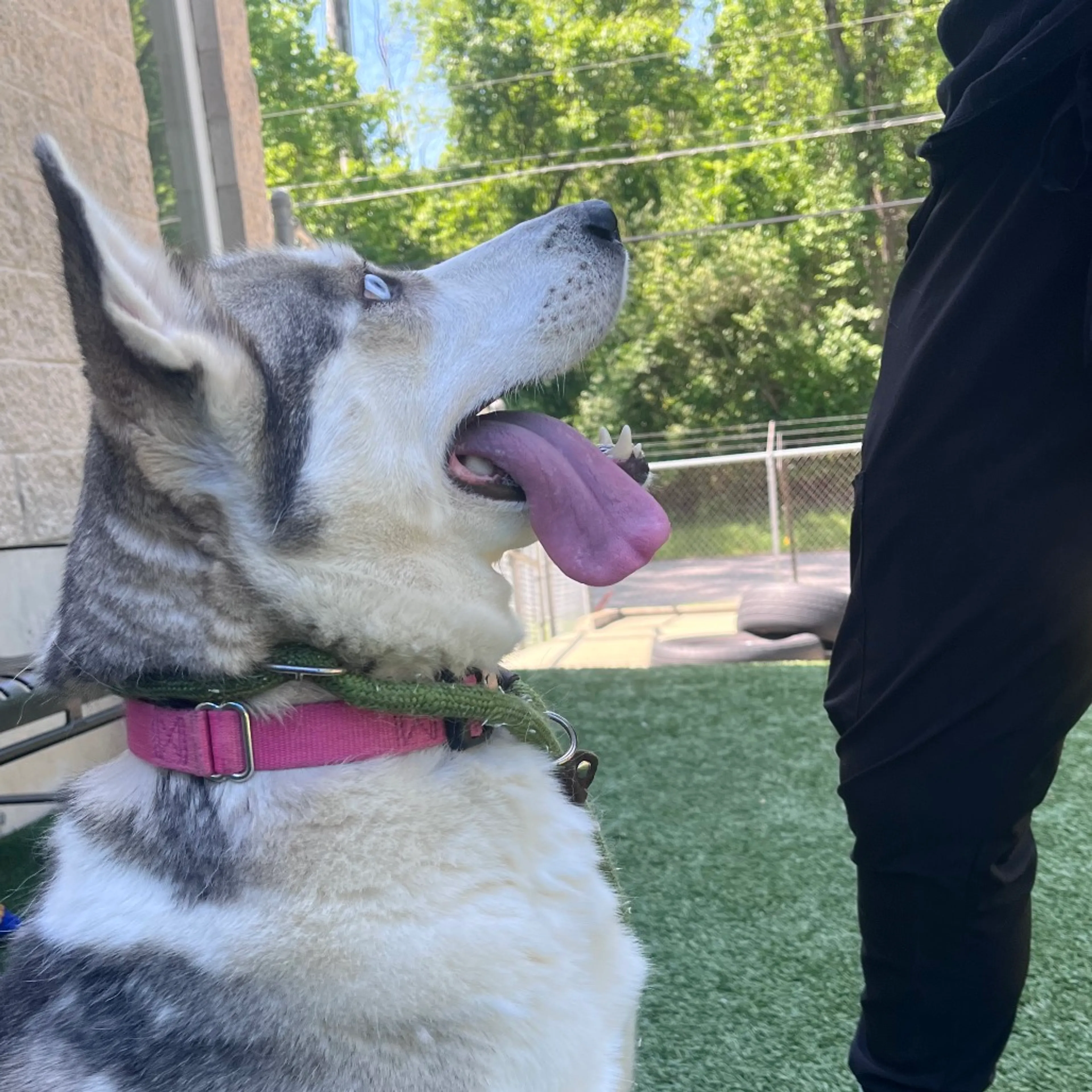 Found pet-5