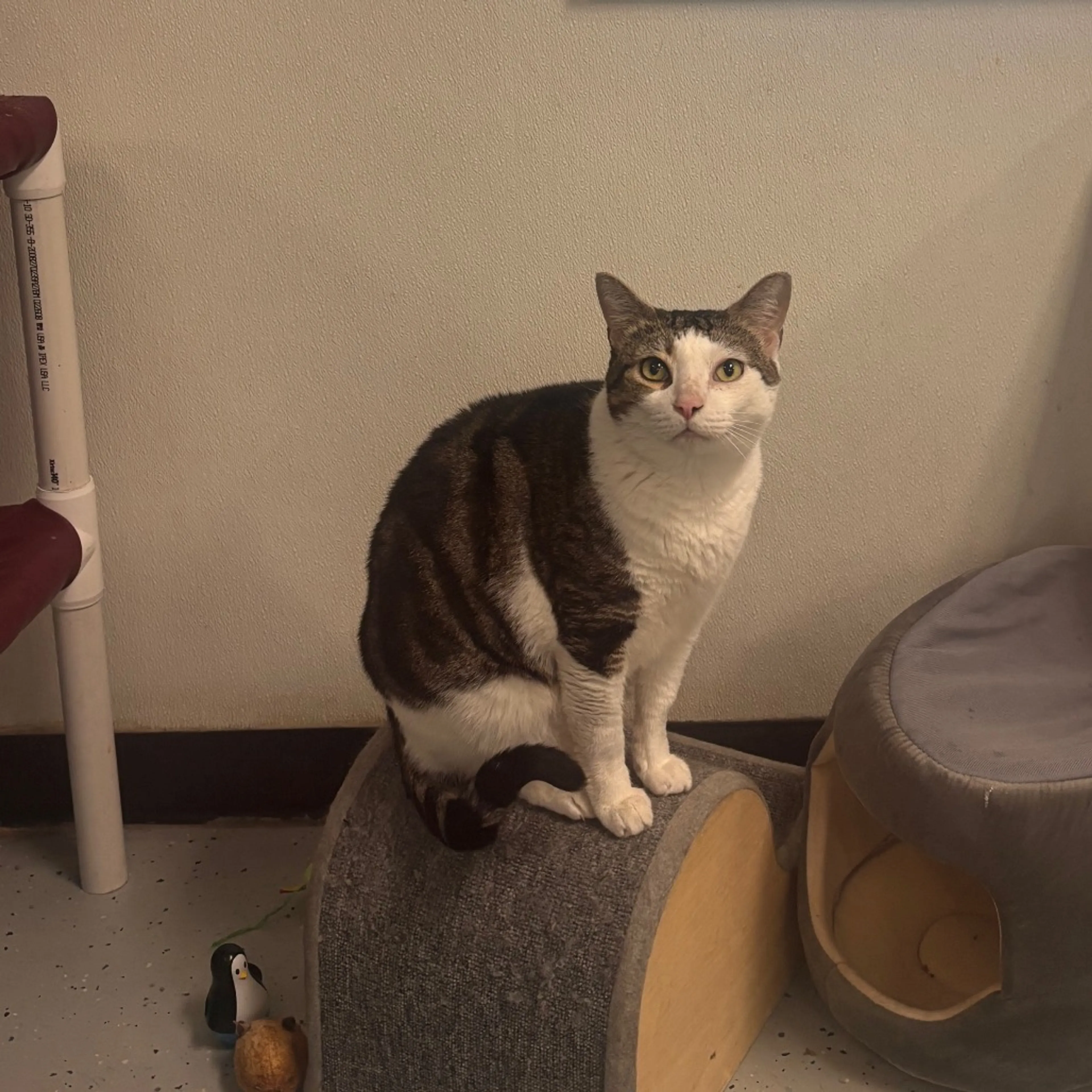 Found pet-3