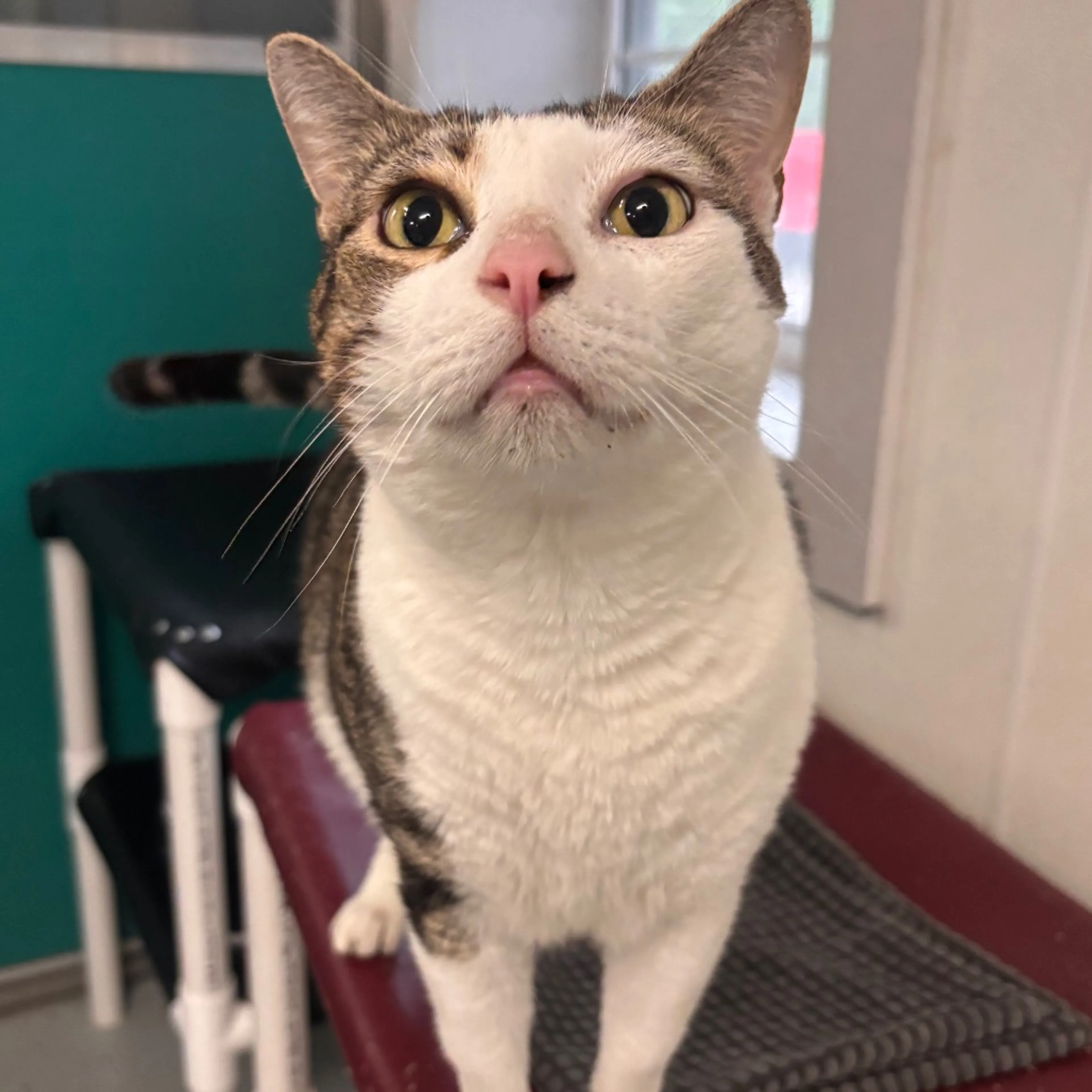 Found pet-2