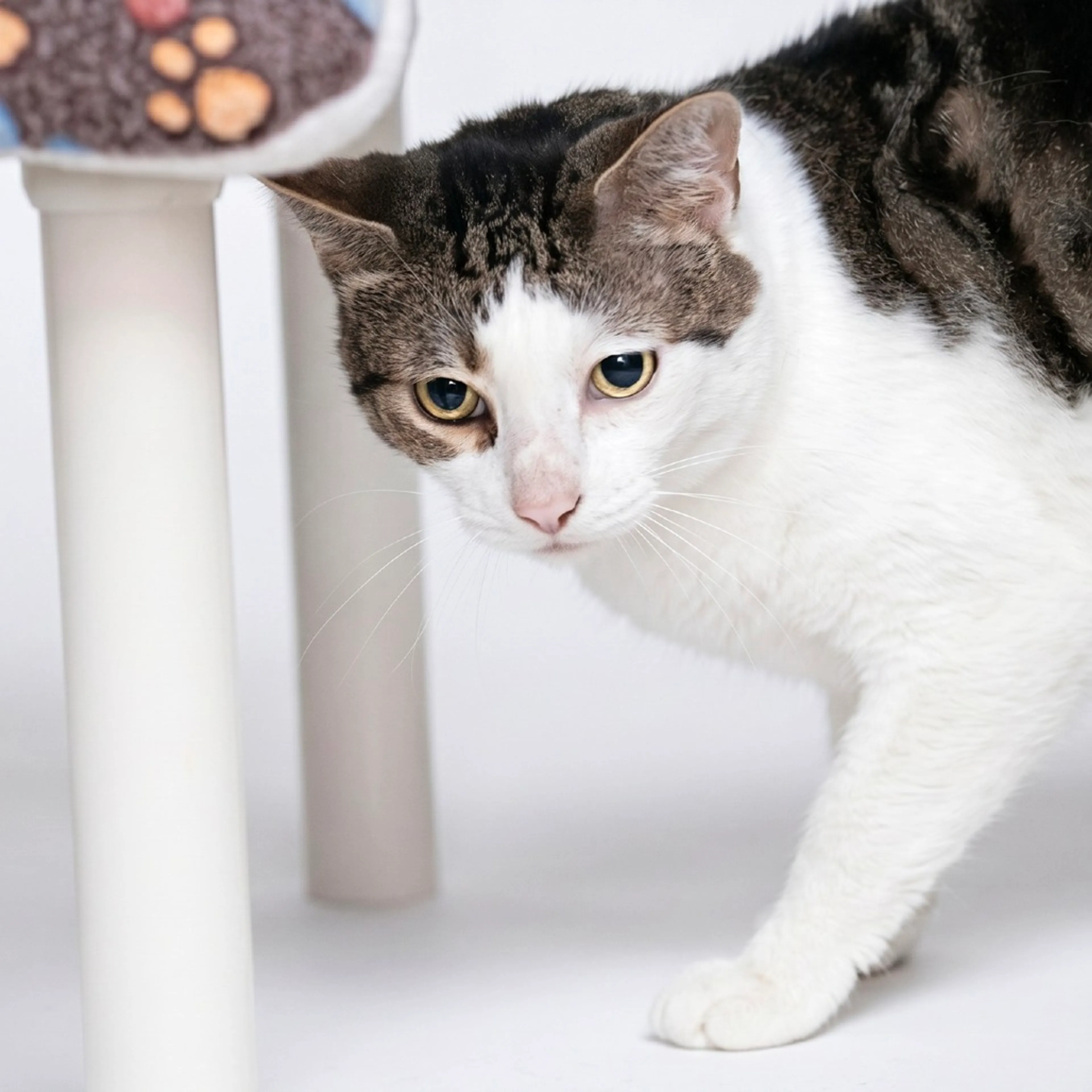 Found pet-1