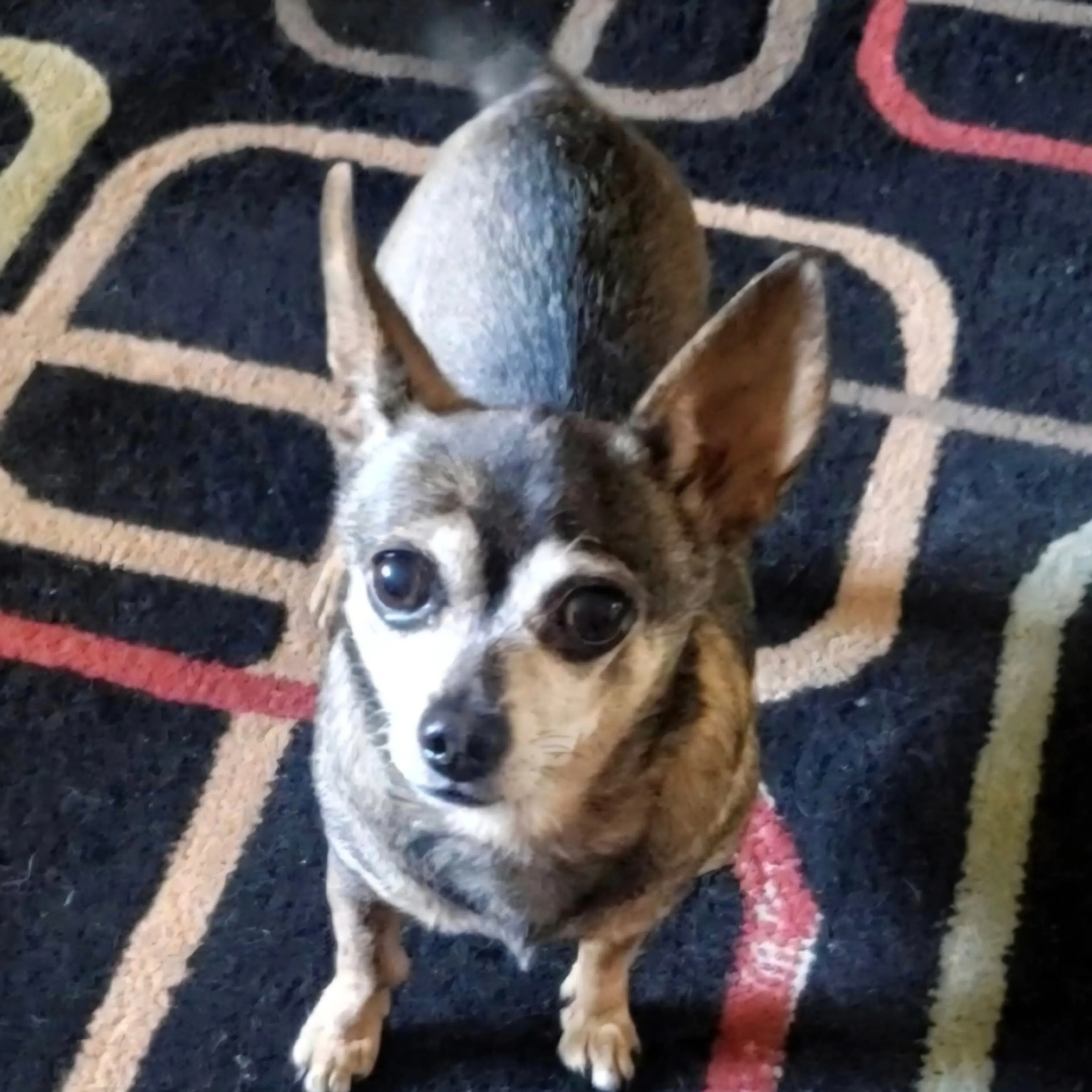 Lost pet-2