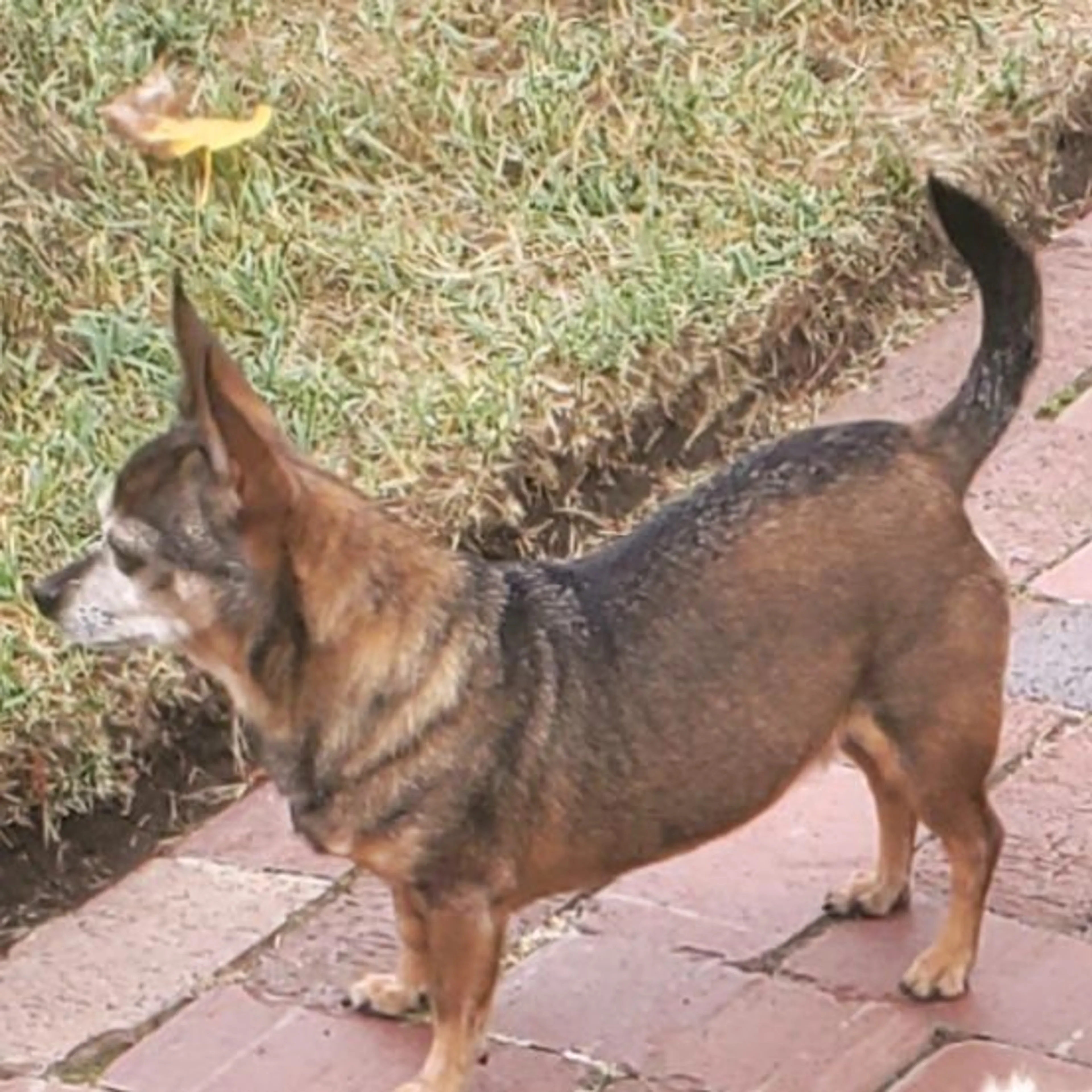 Lost pet-0