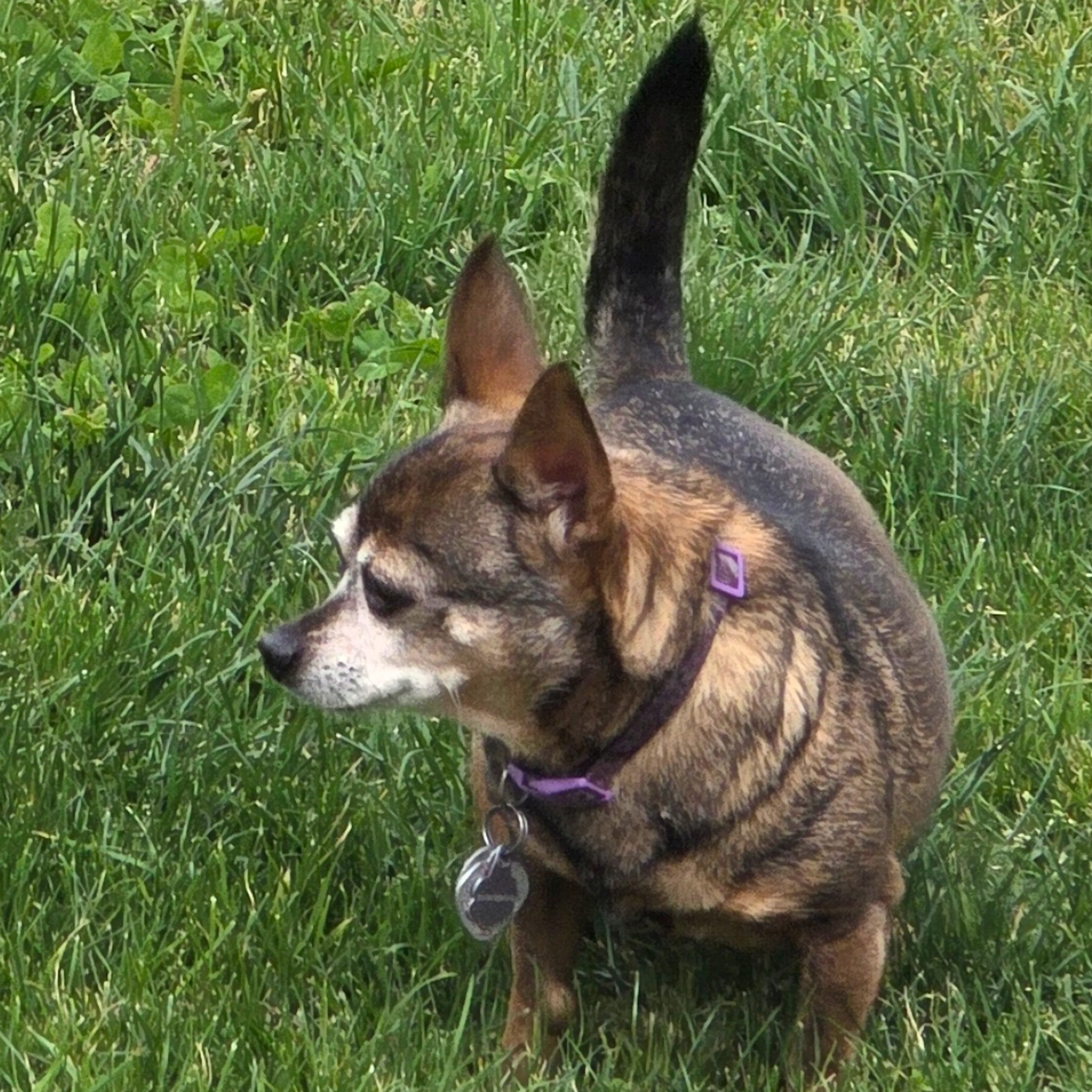 Lost pet-1