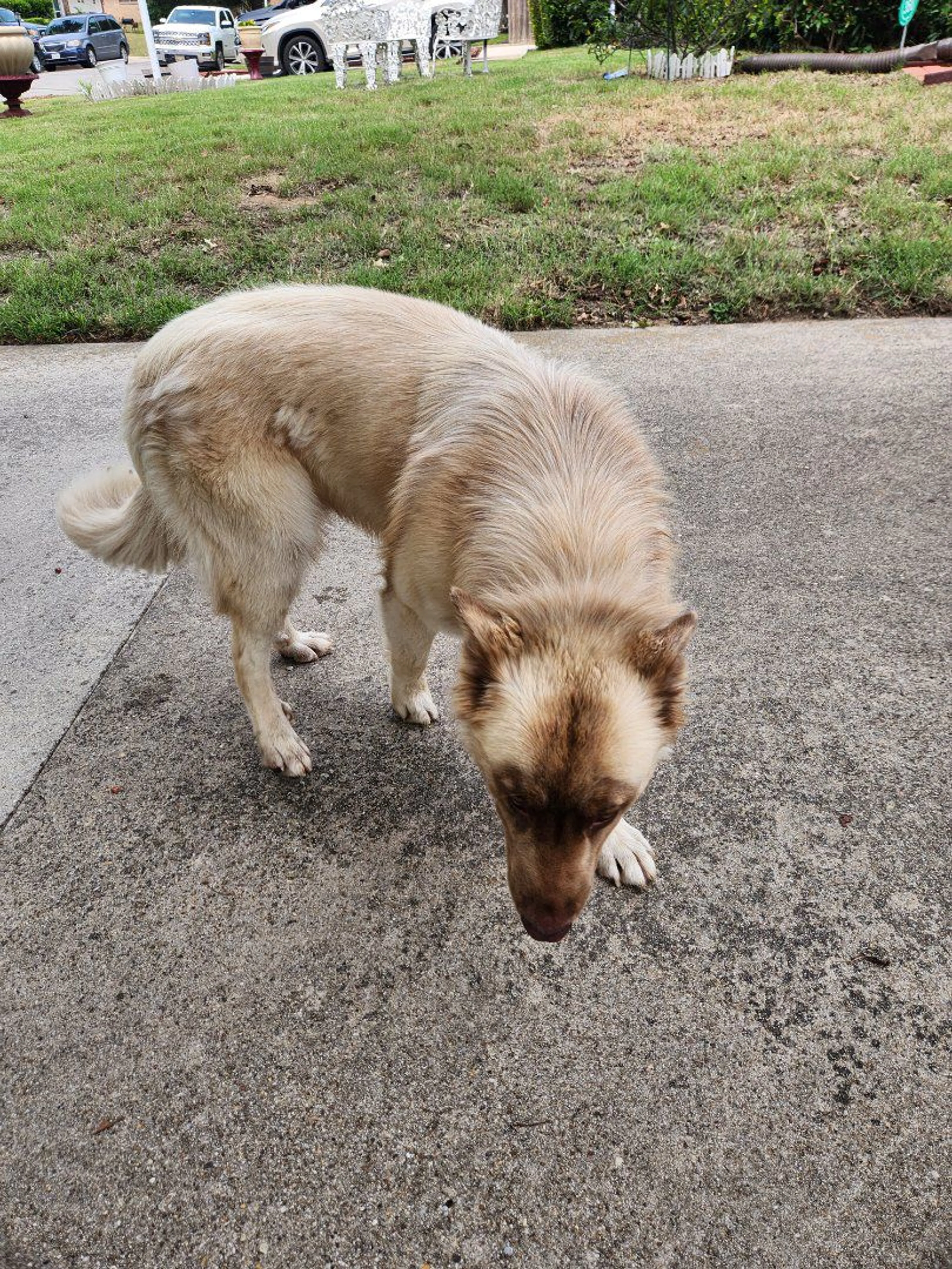 Lost pet-0