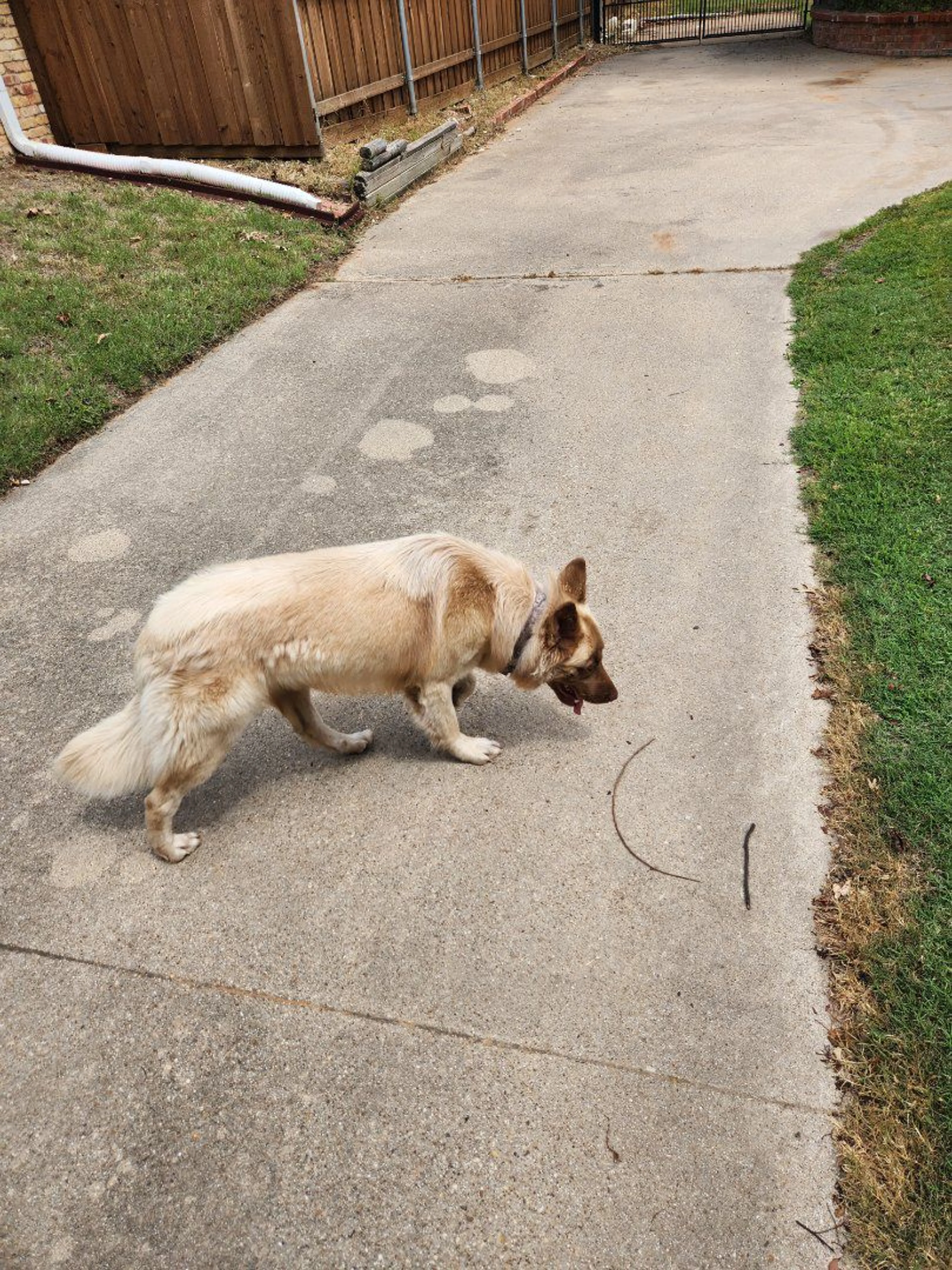 Lost pet-1