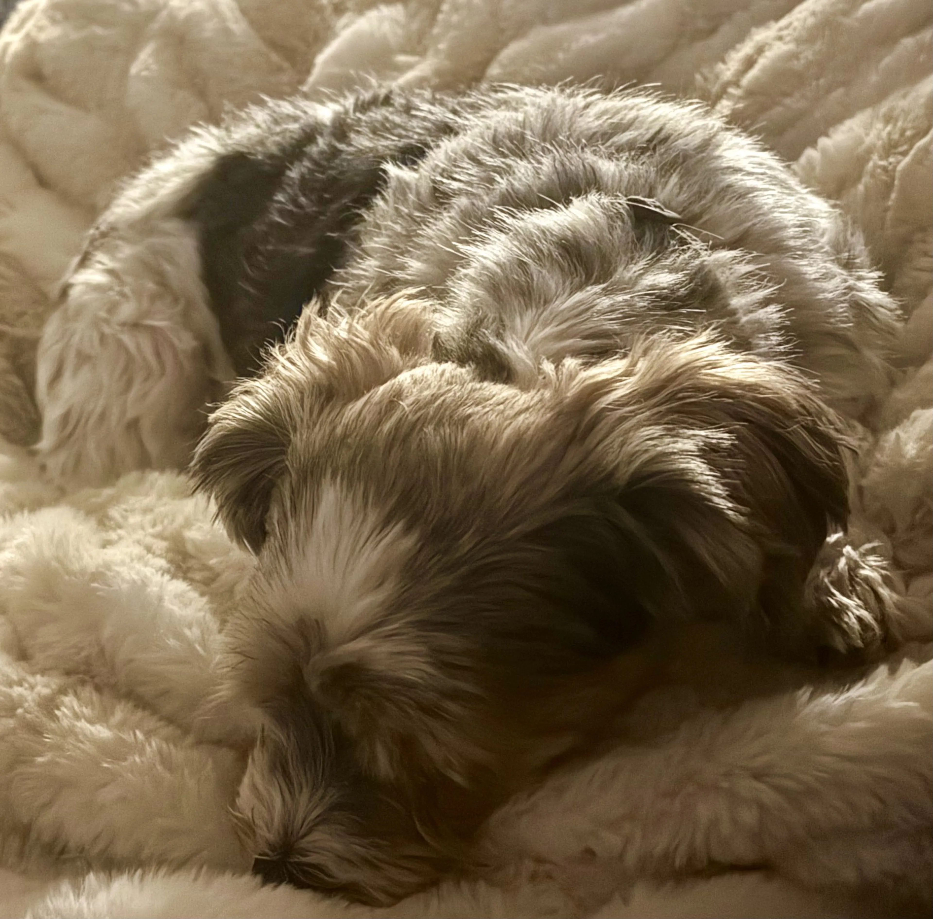 Lost pet-1