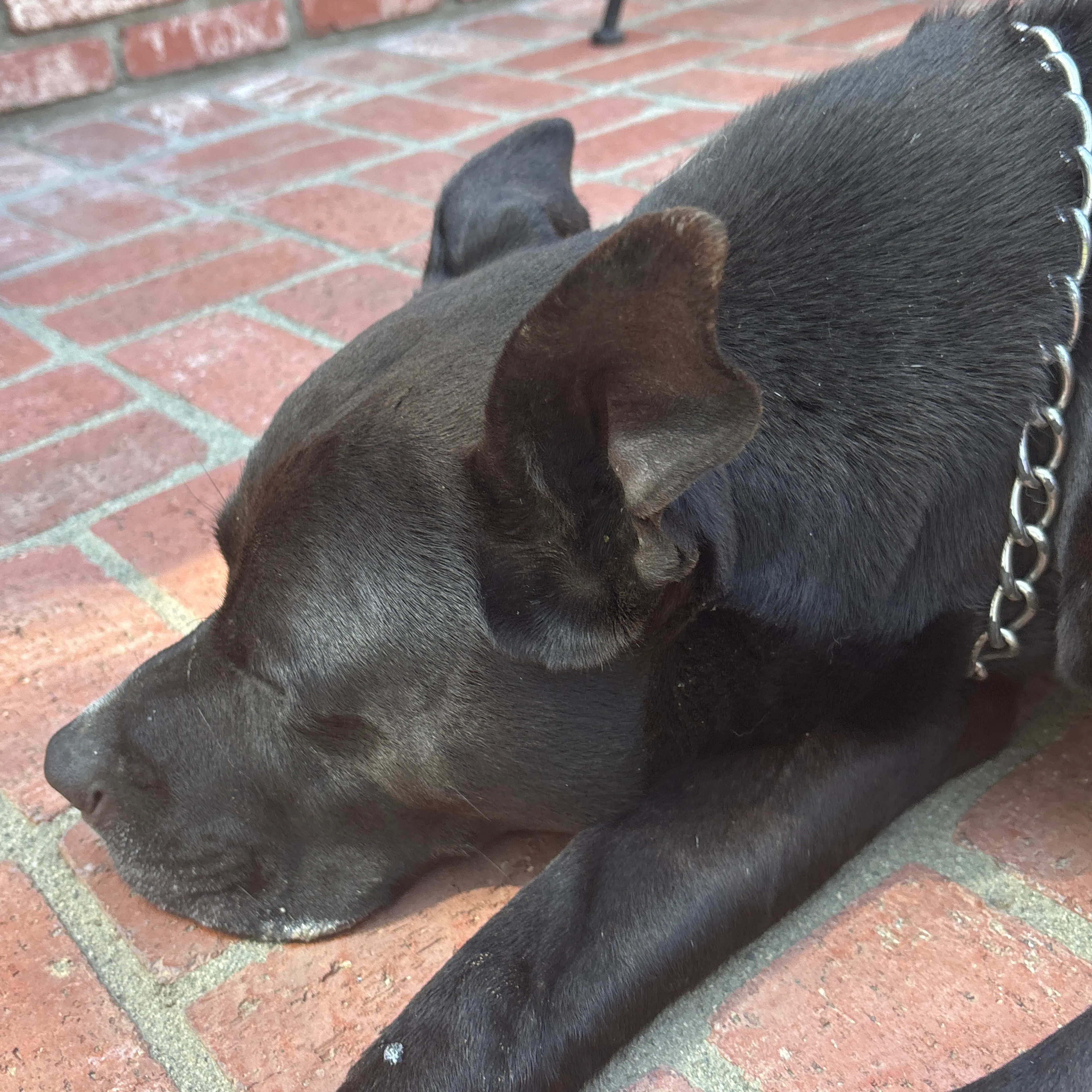 Found pet-2