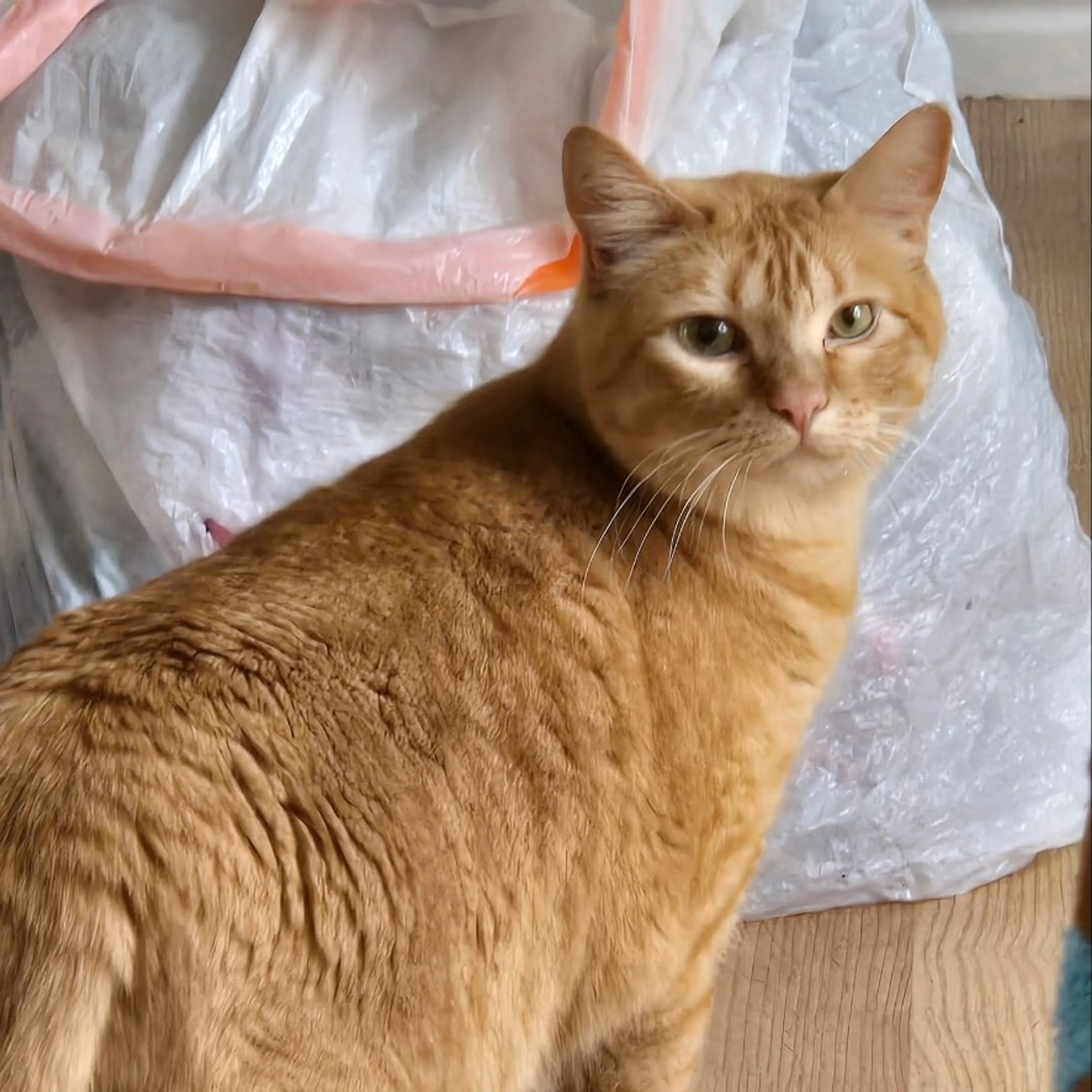 Lost pet