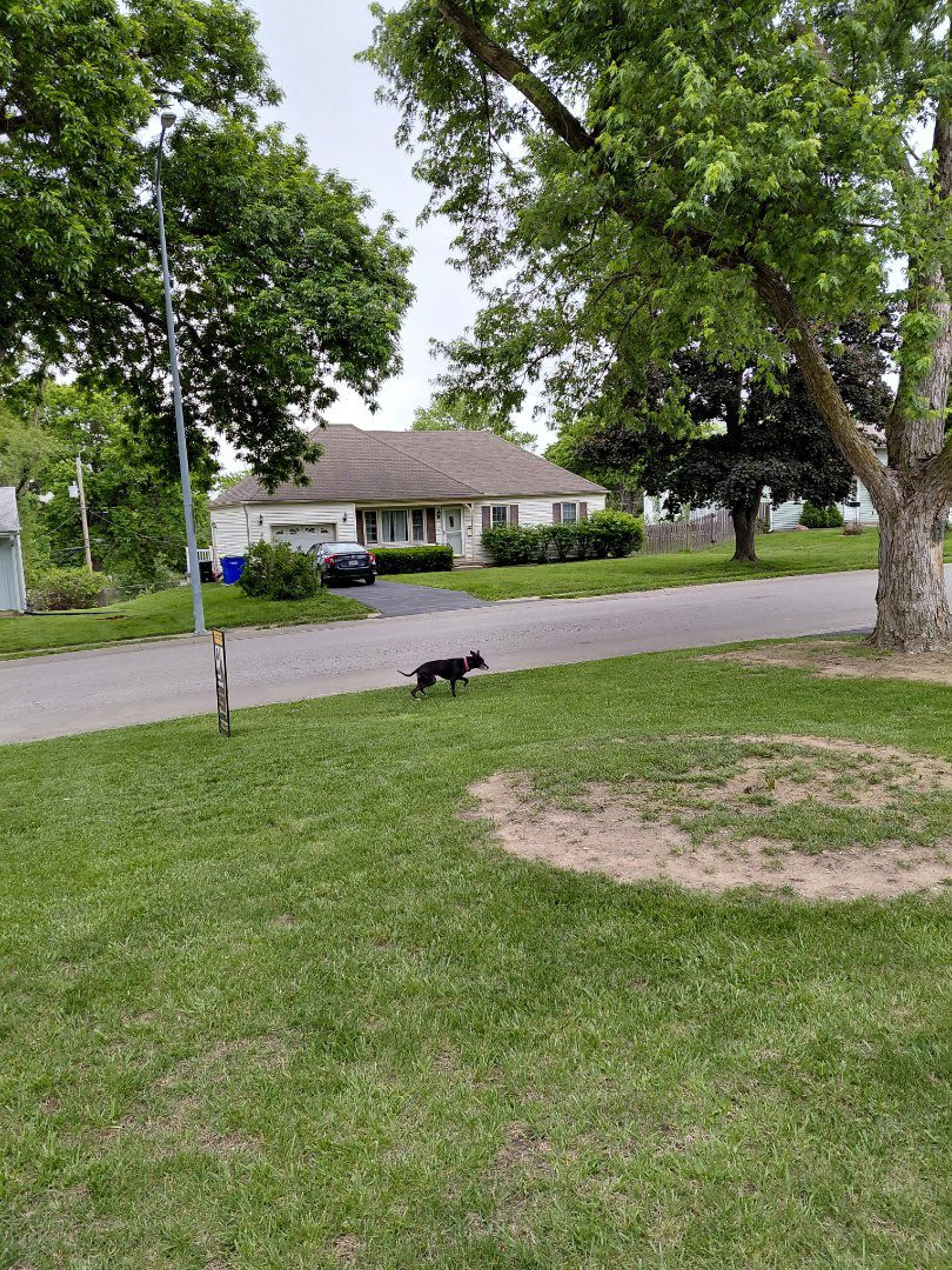 Lost pet-0