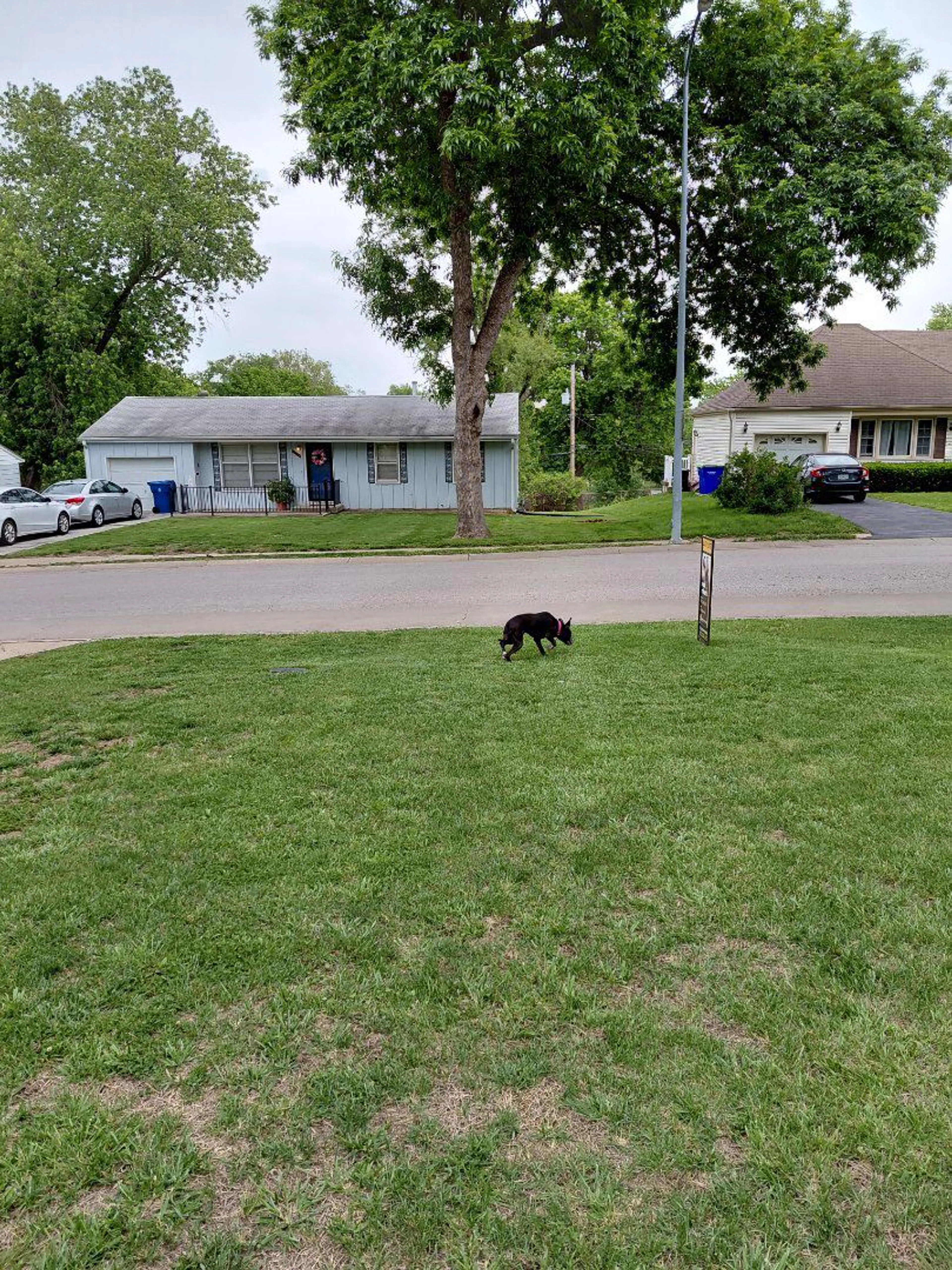 Lost pet-1