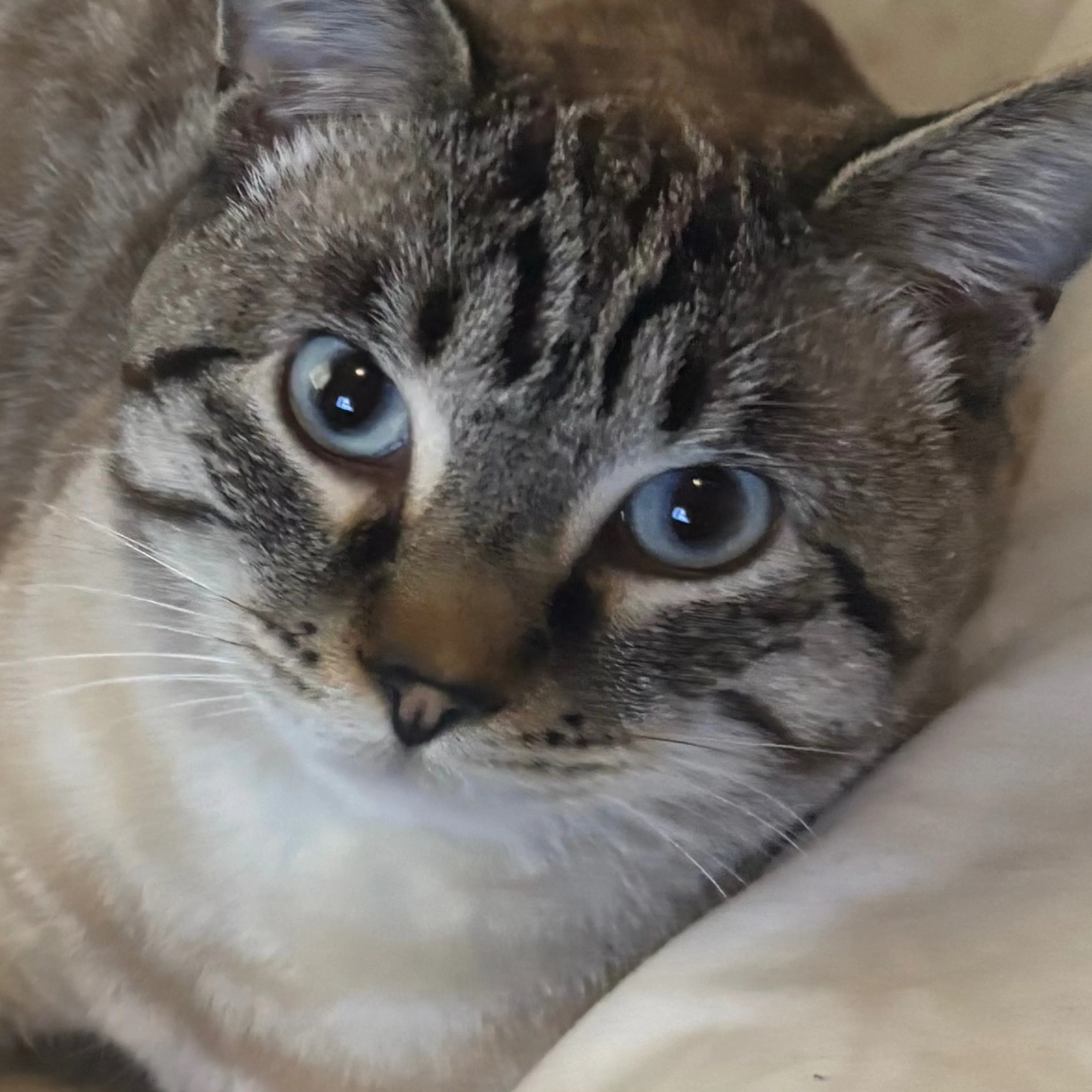 Lost pet-2