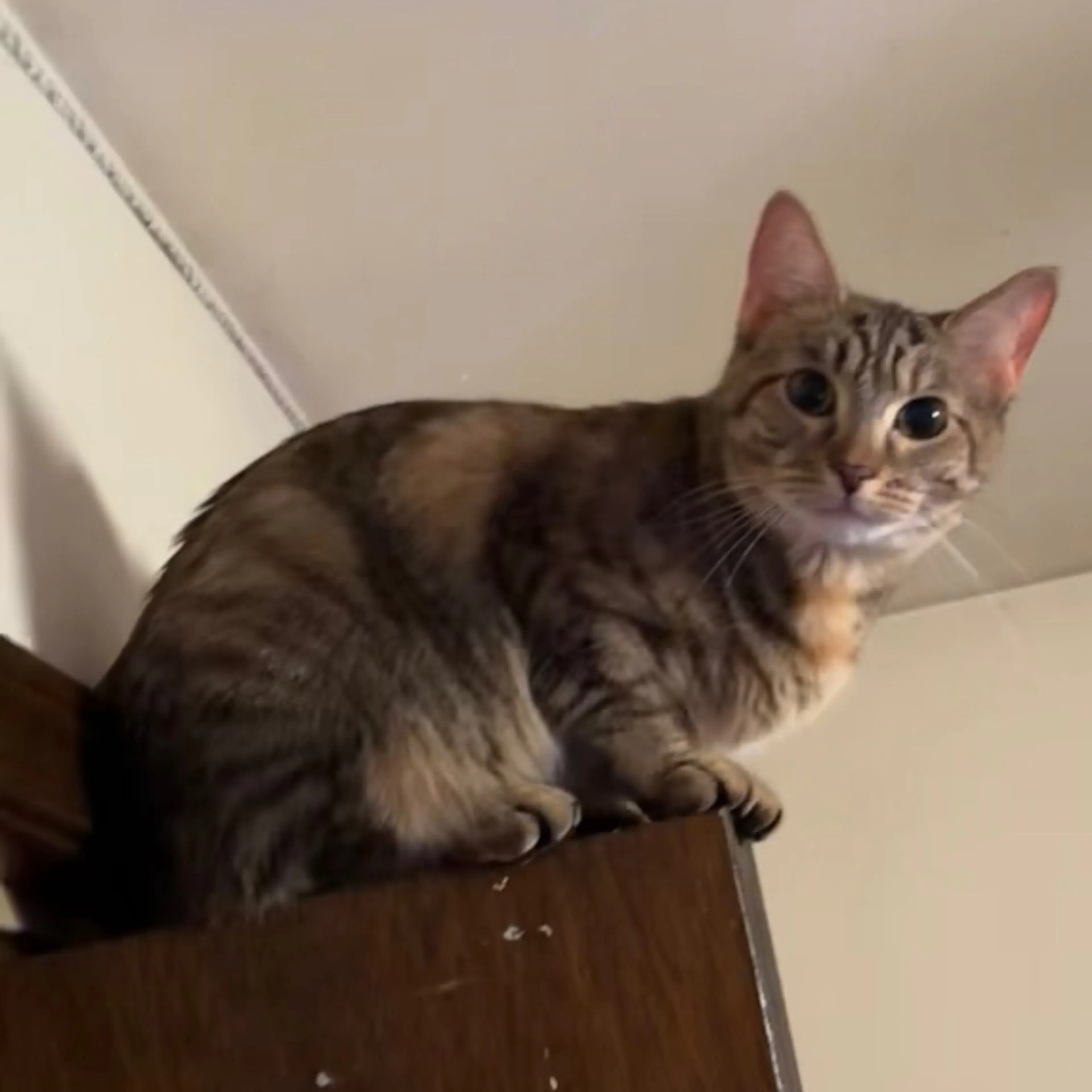 Lost pet-0