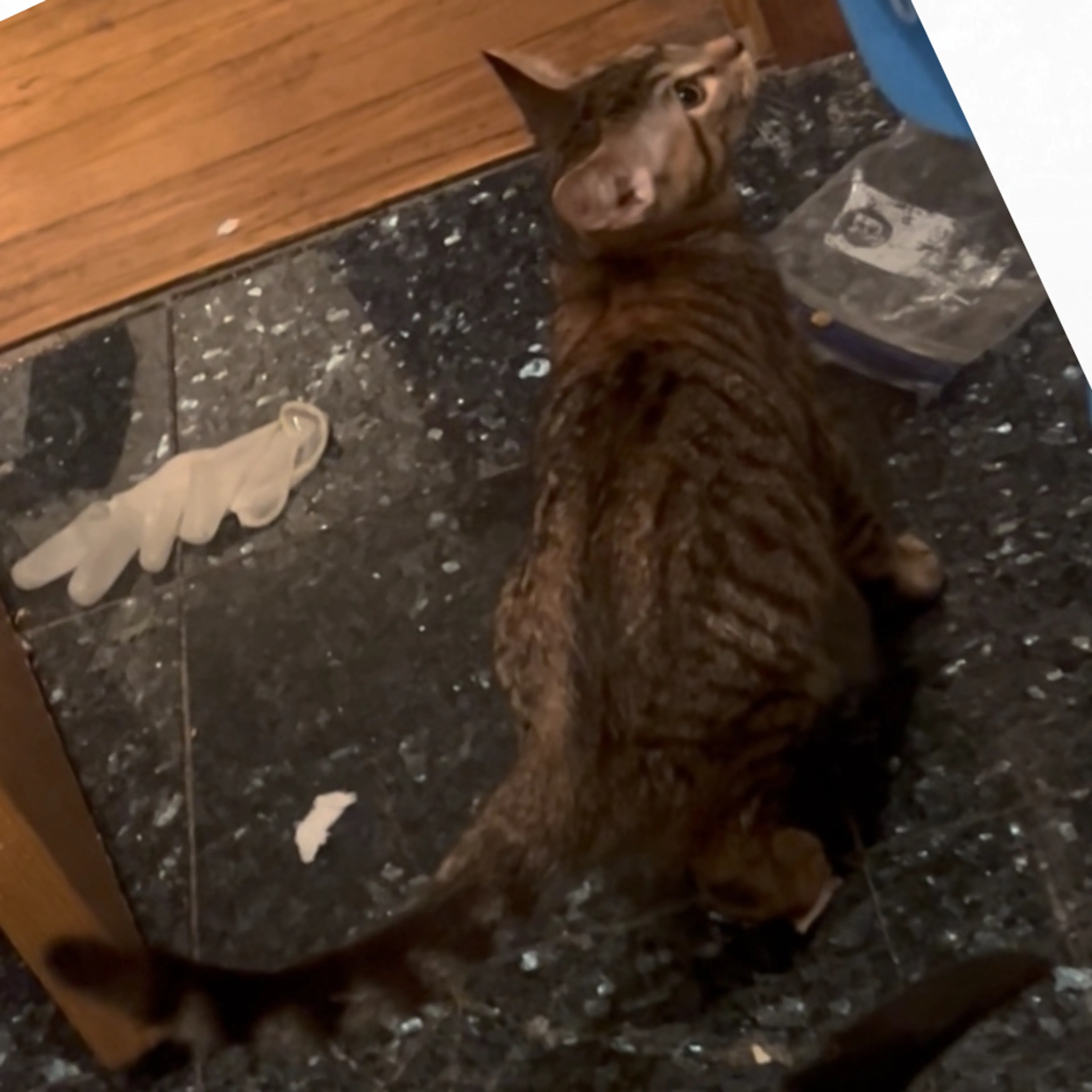 Lost pet-1
