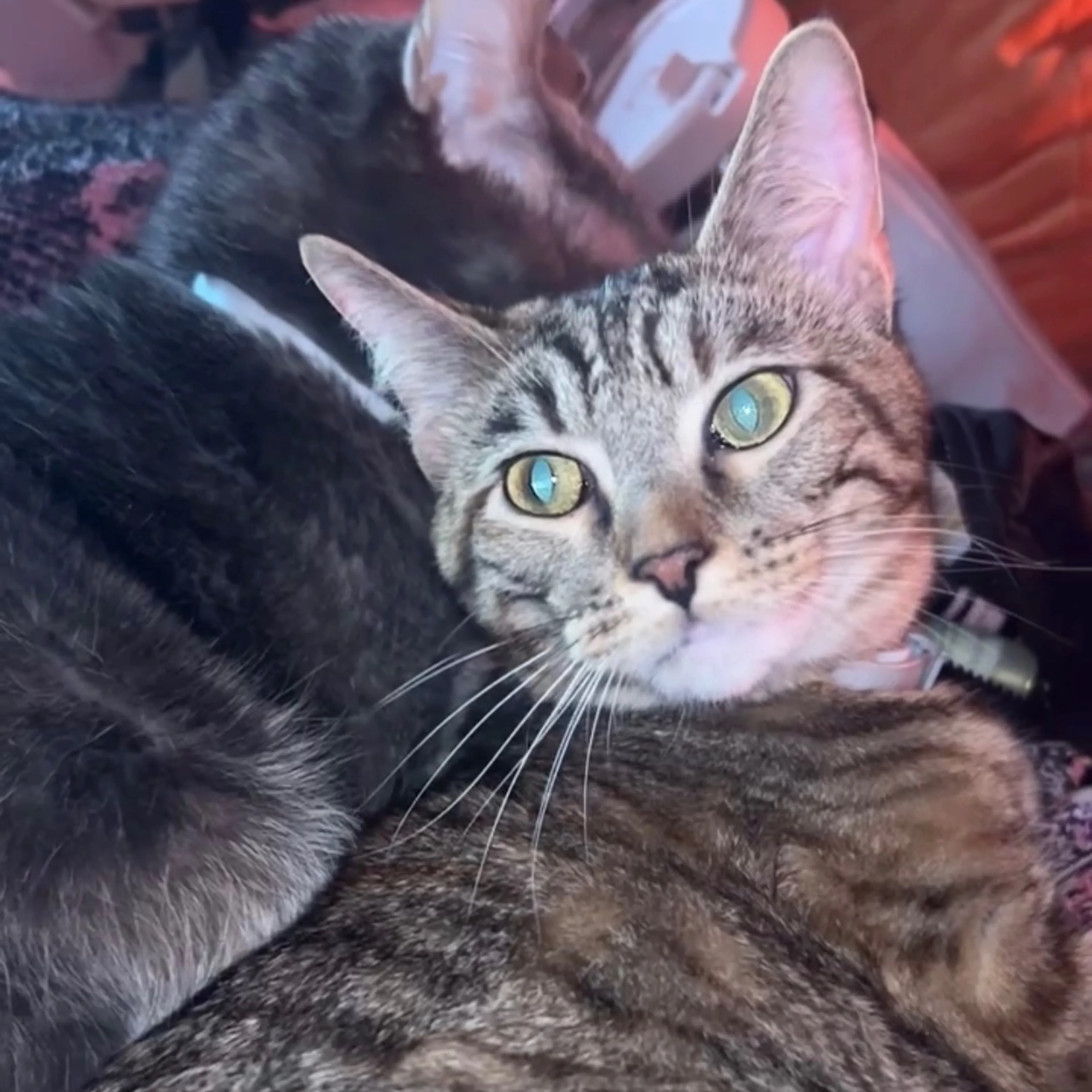 Lost pet-2