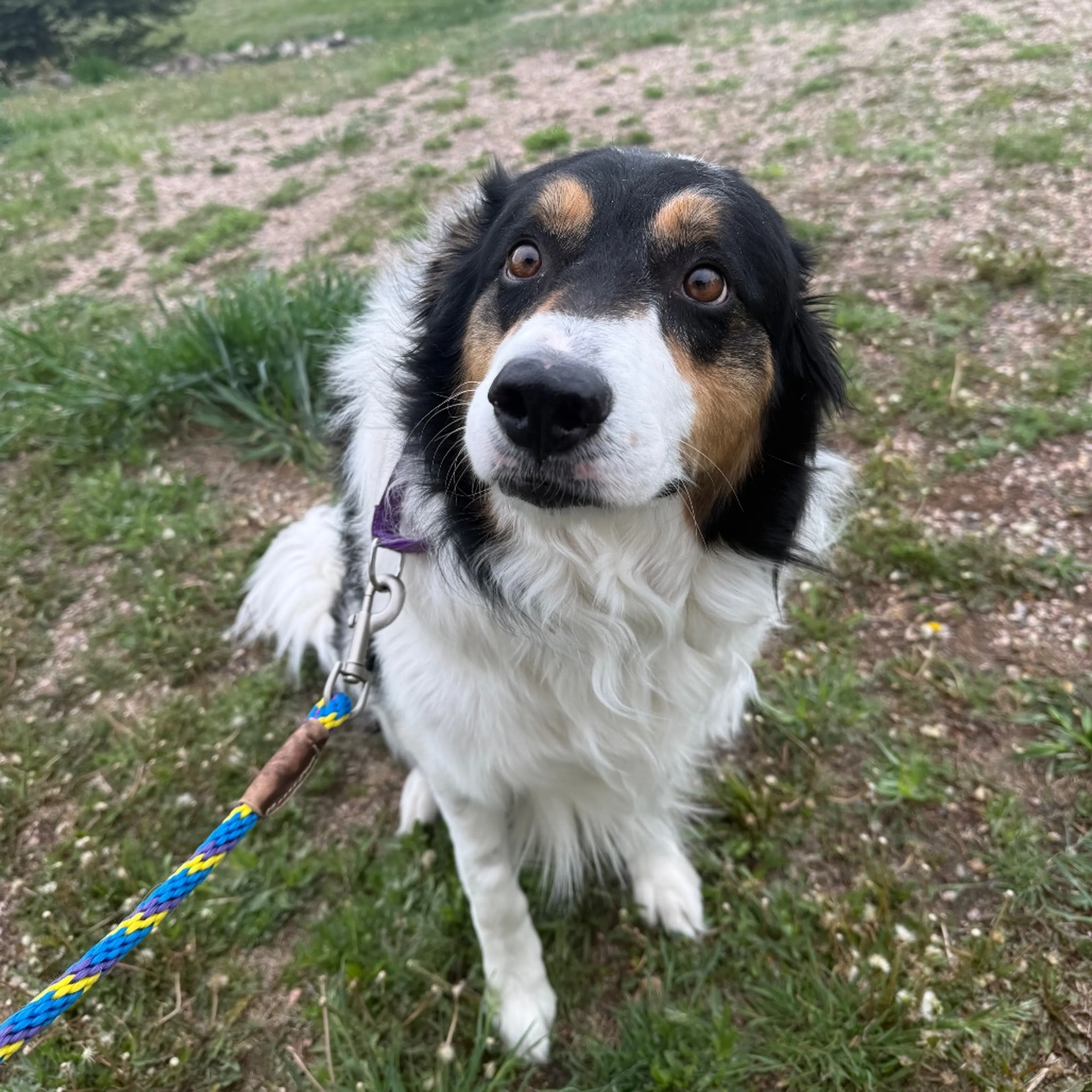Found pet-2