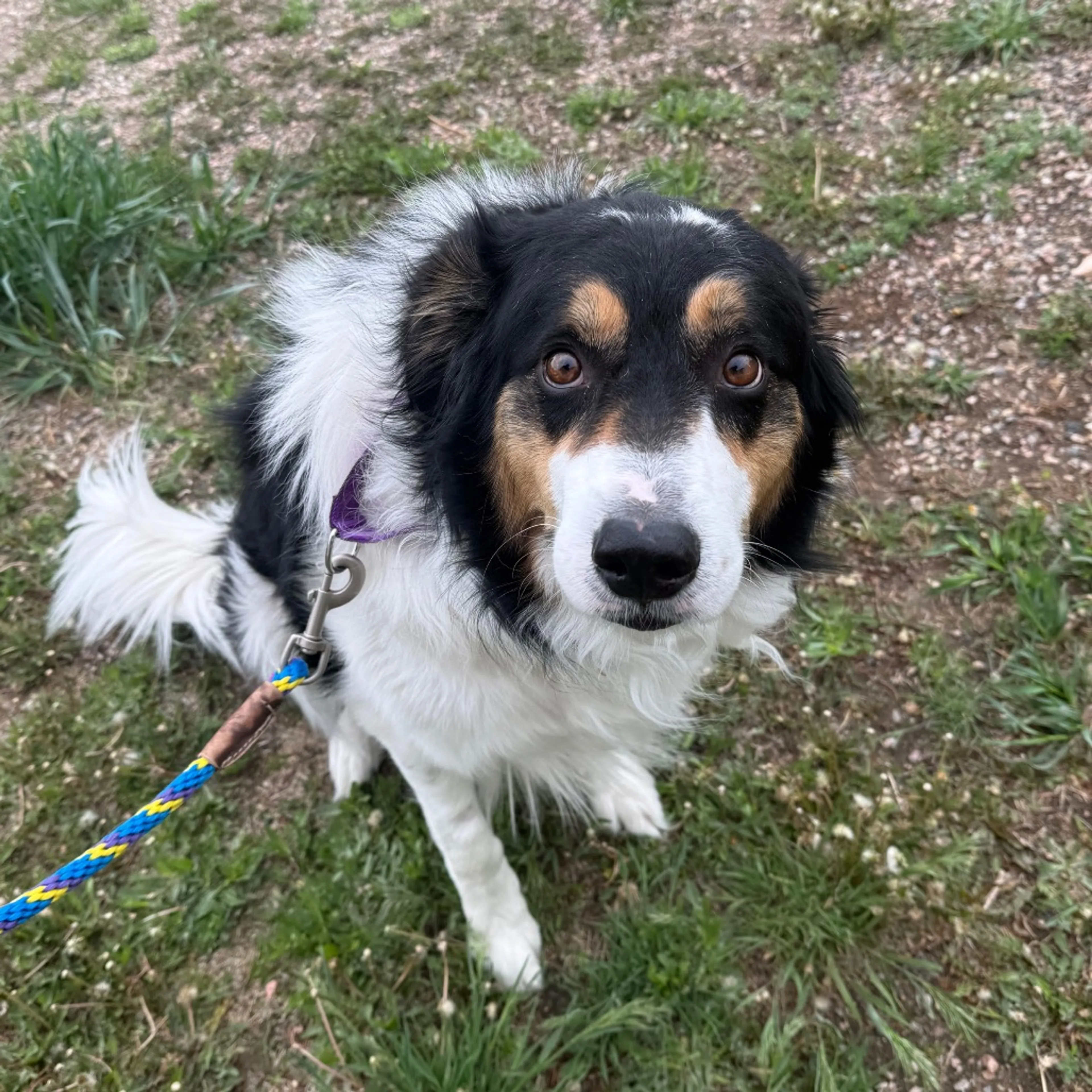 Found pet-1