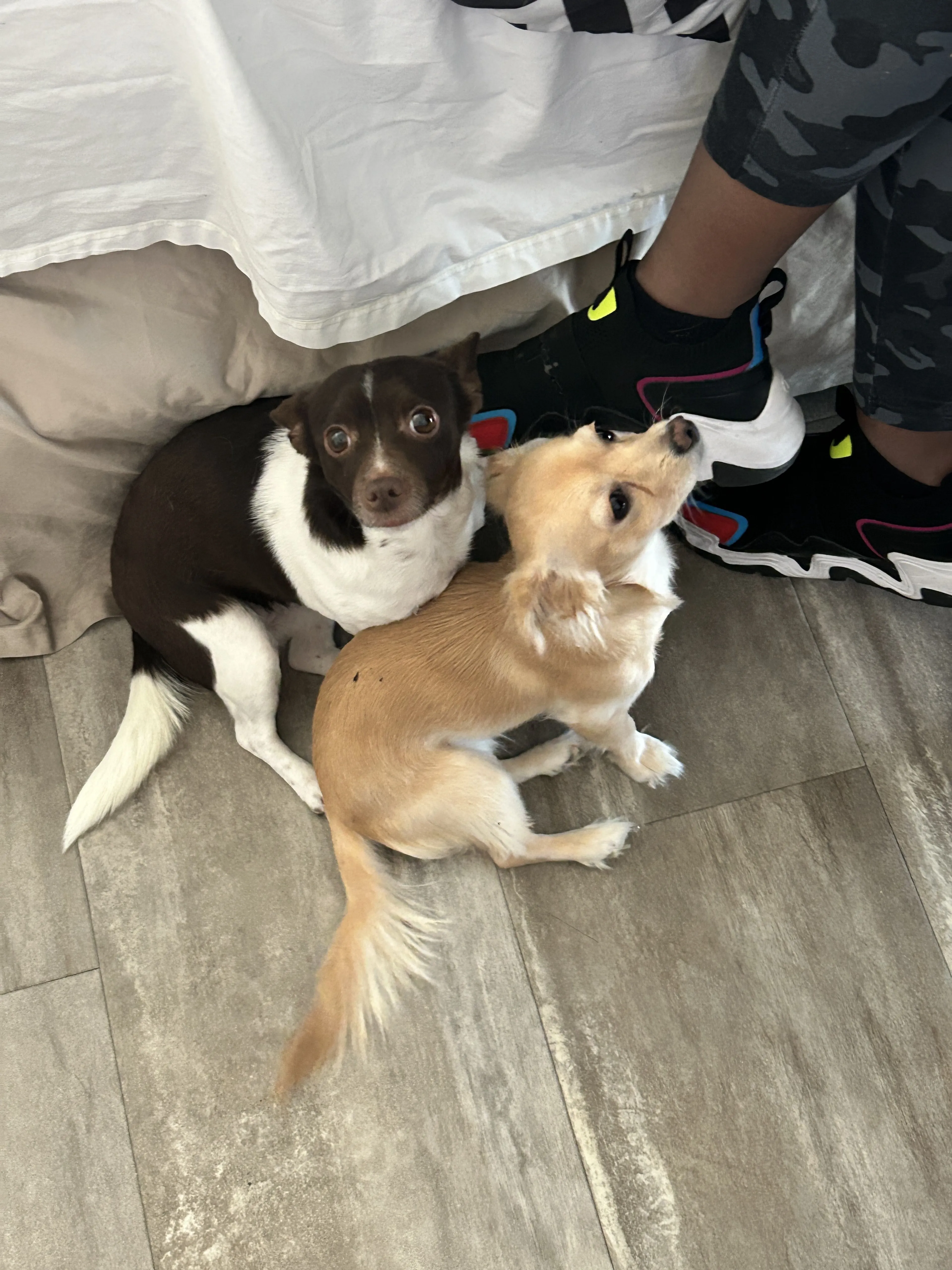 Lost pet-0