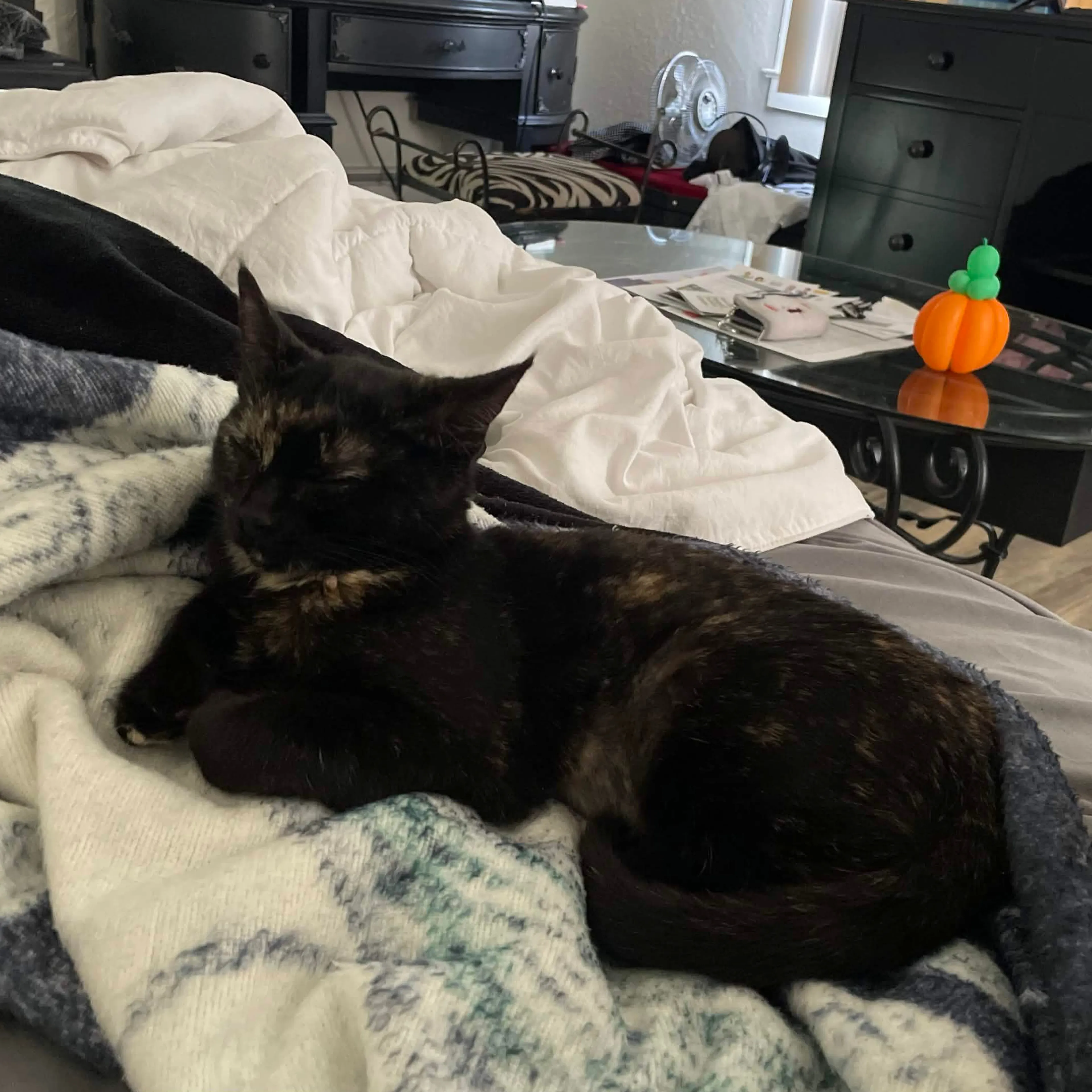 Lost pet-1