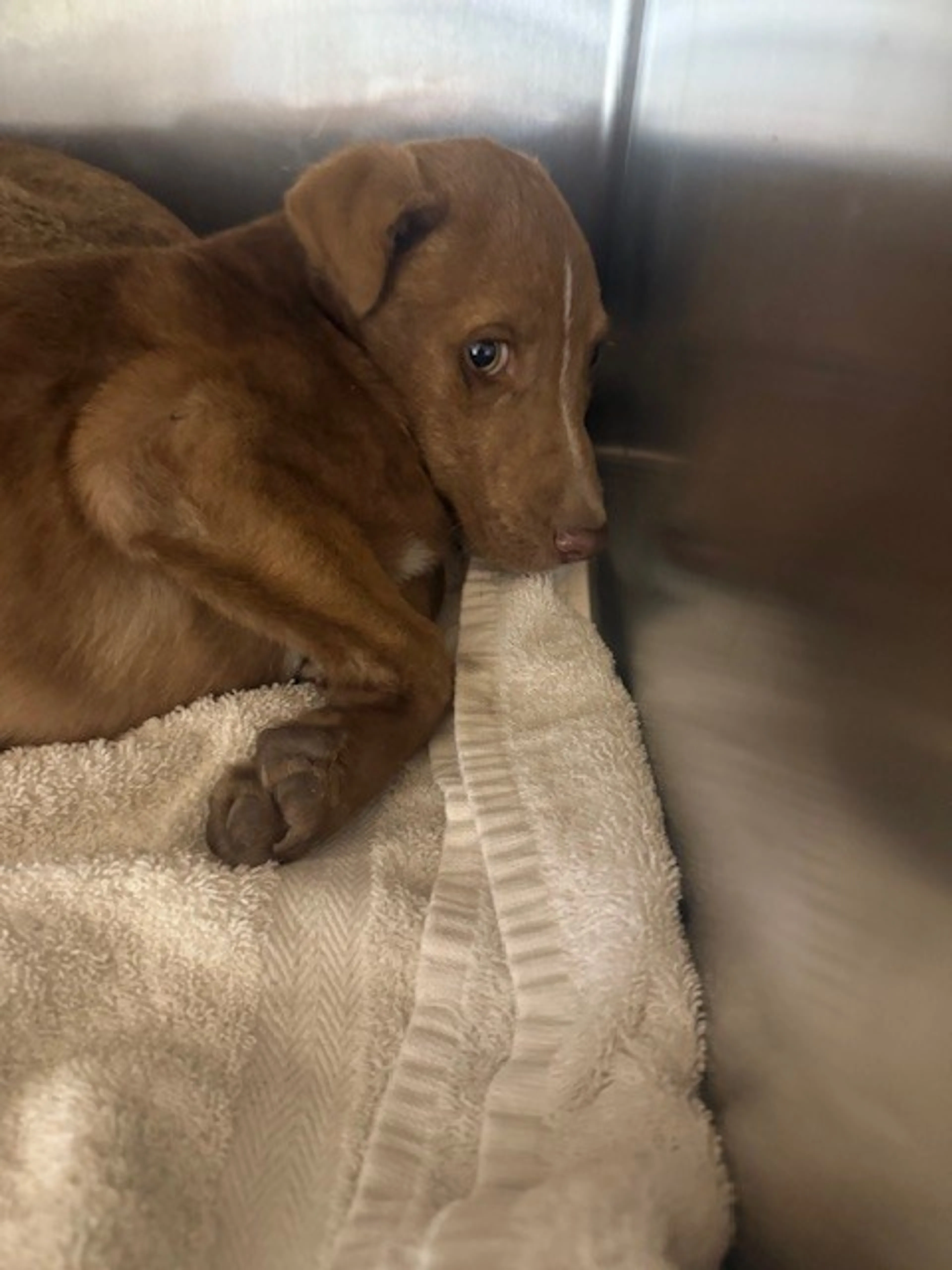 Found pet