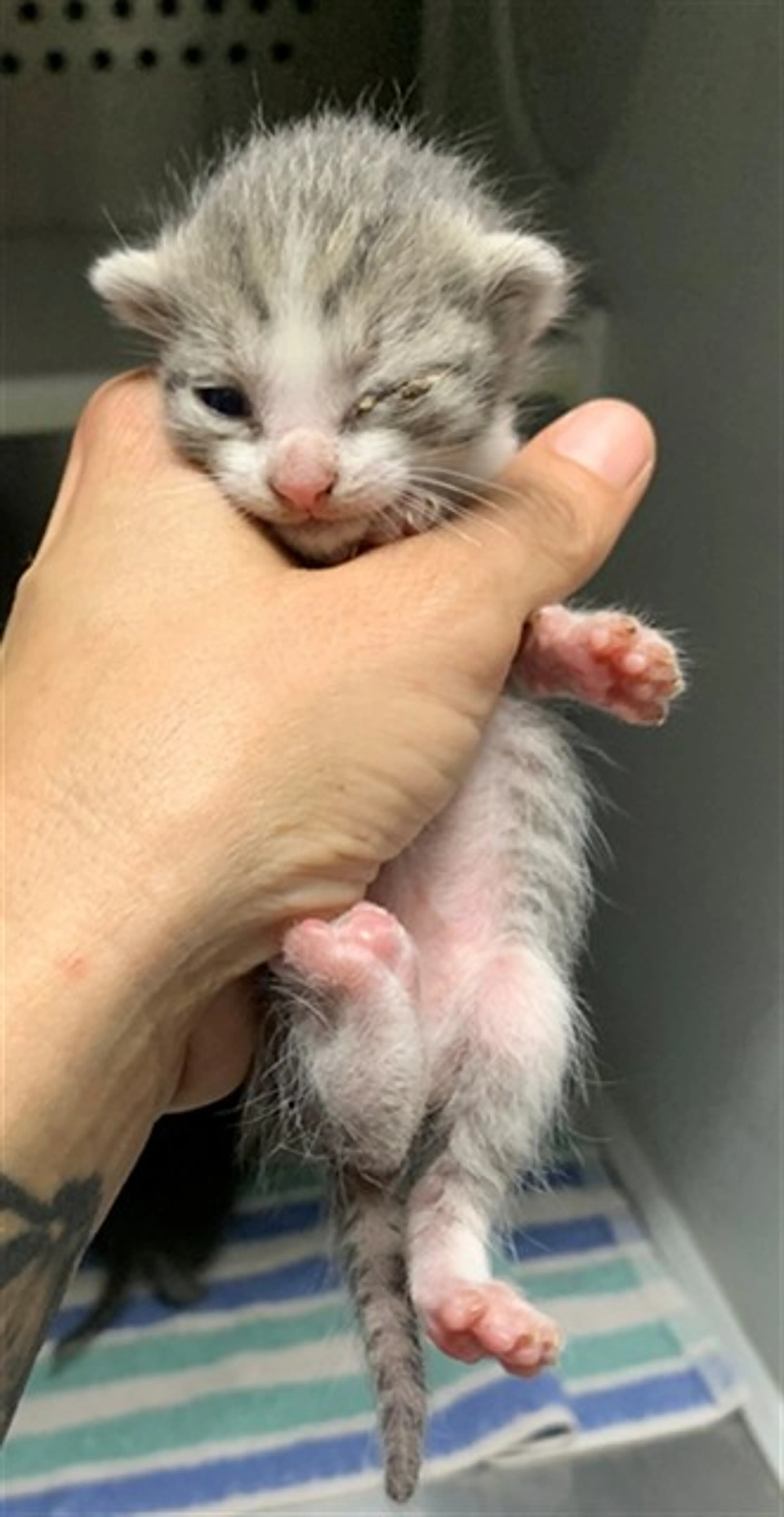 Found pet