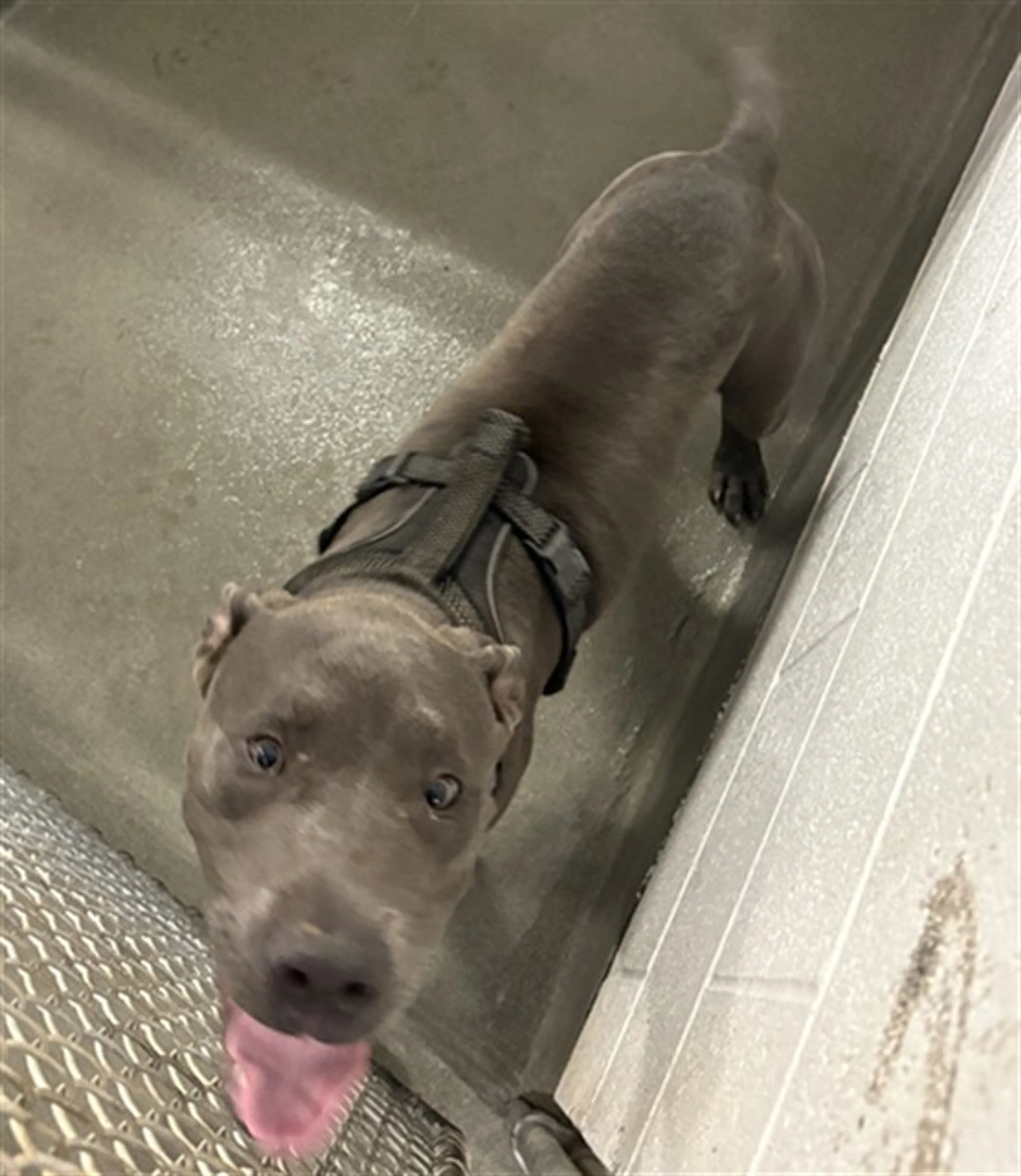 Found pet
