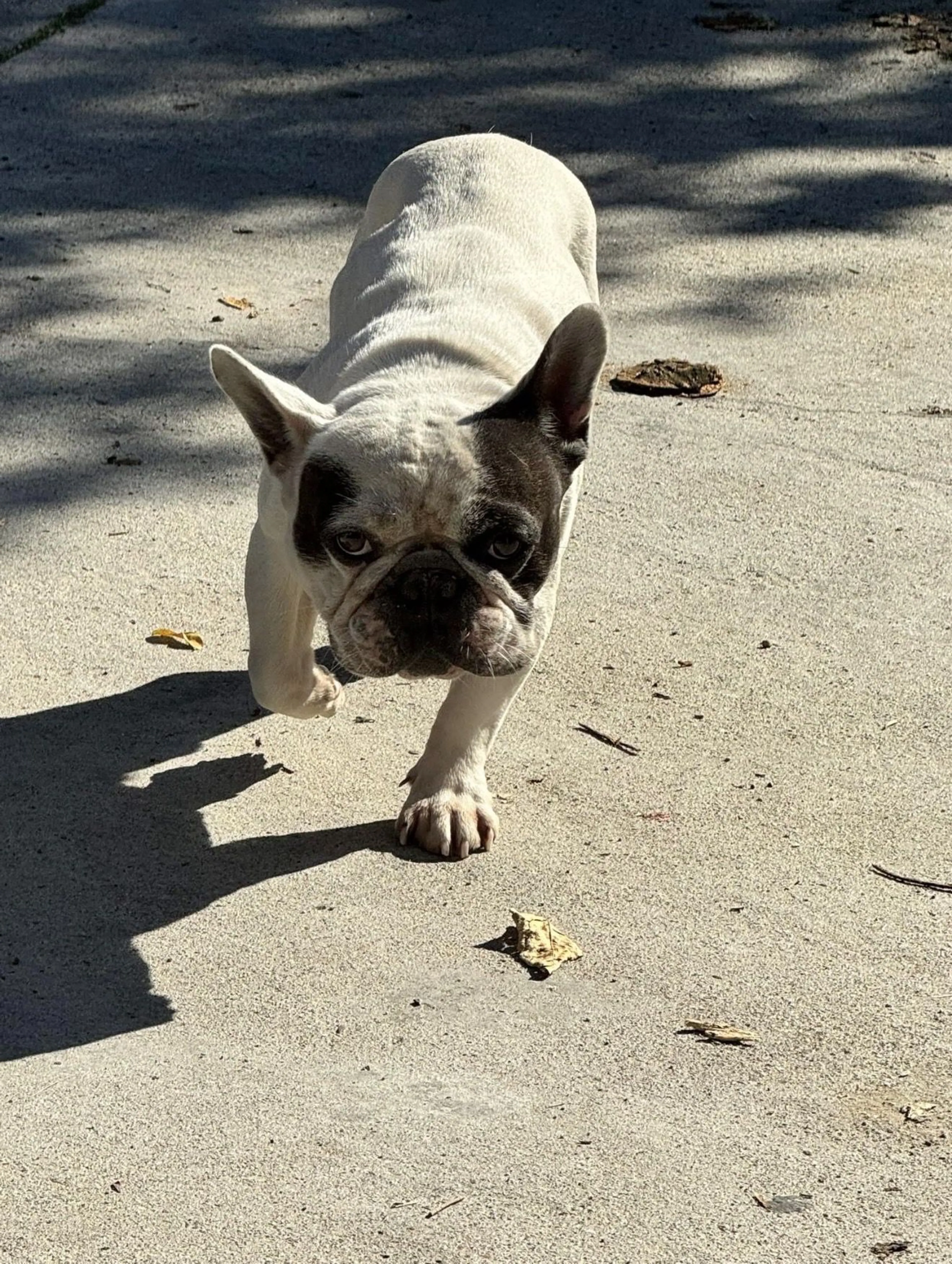 Lost pet-0