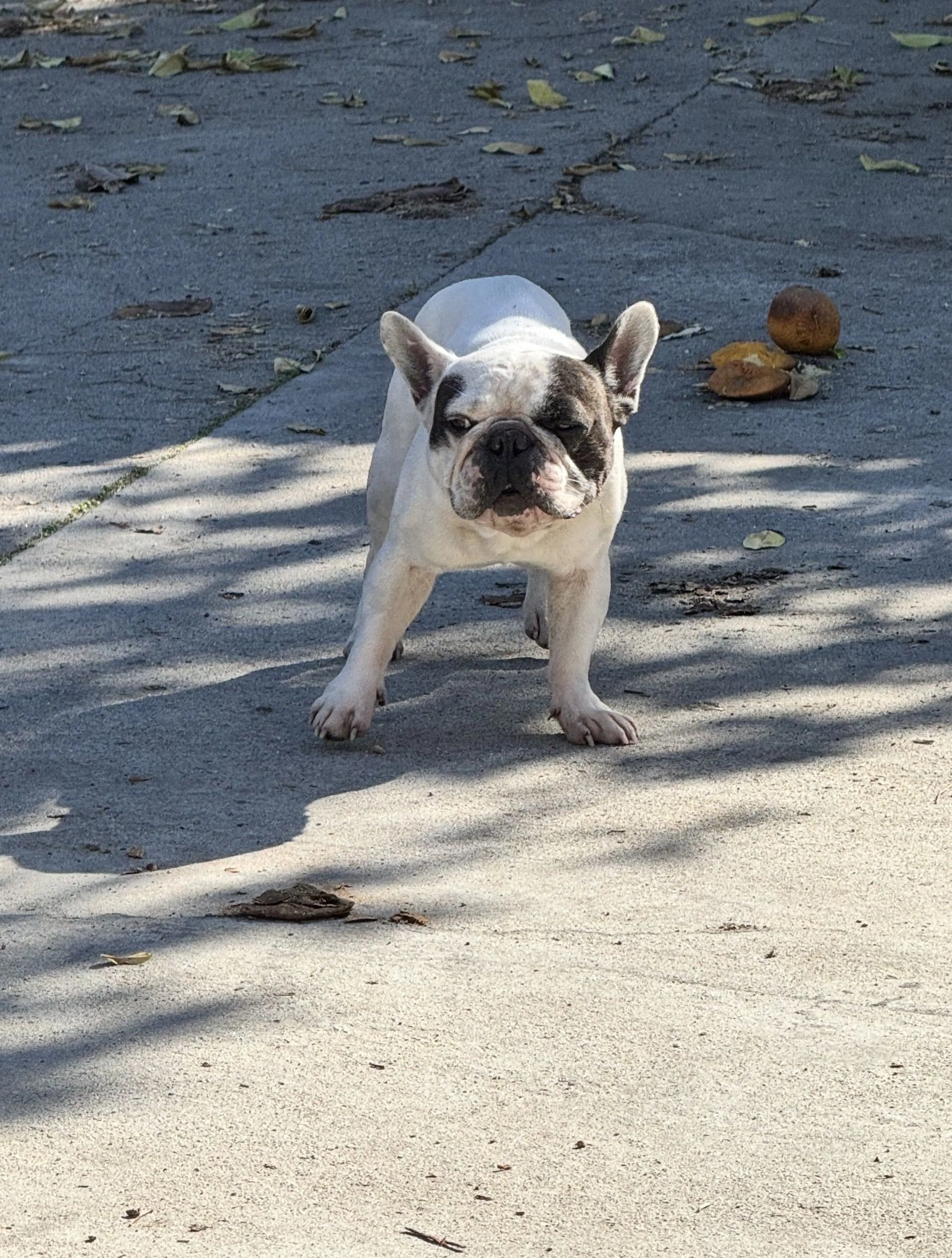 Lost pet-1