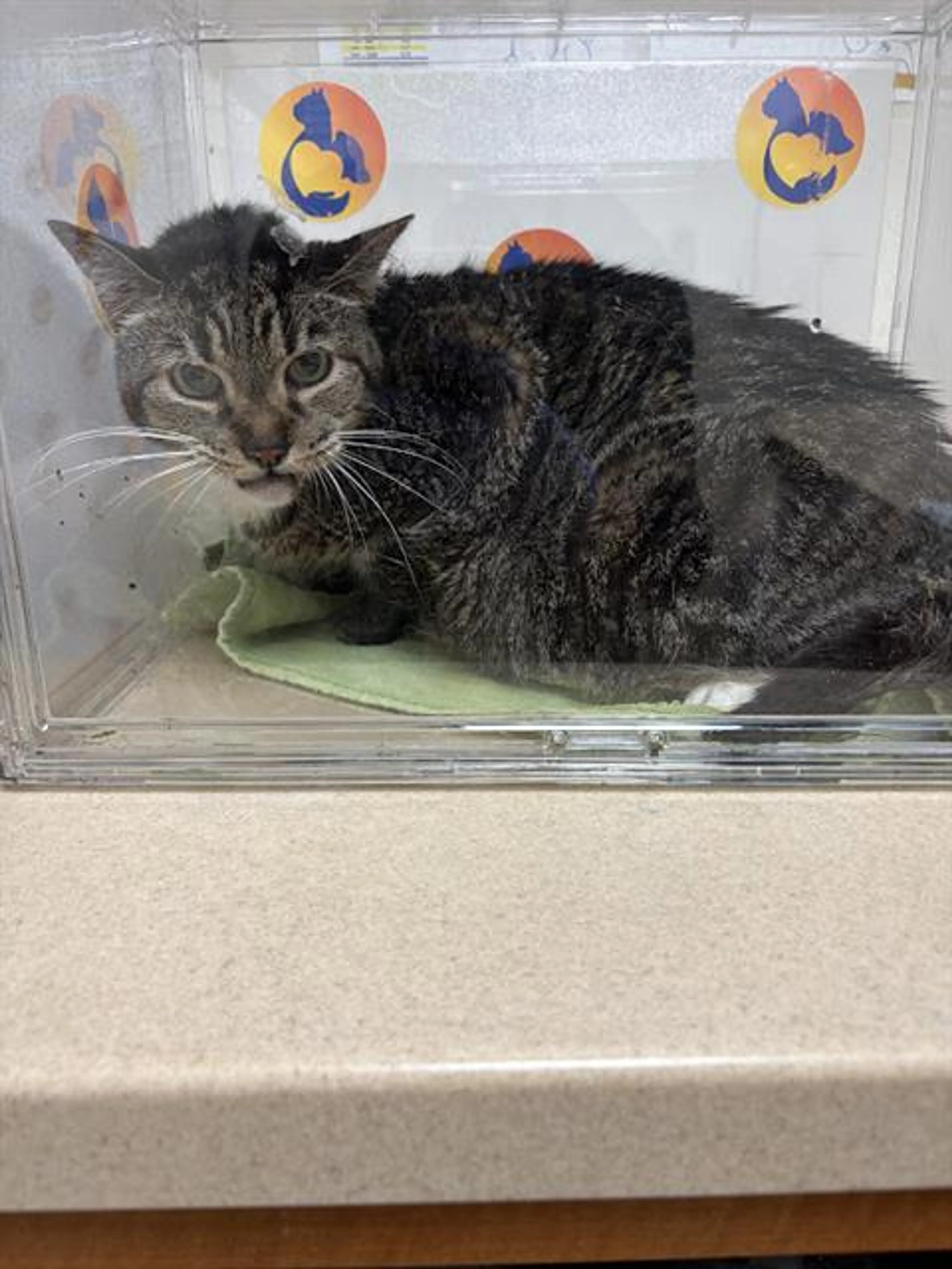 Found pet