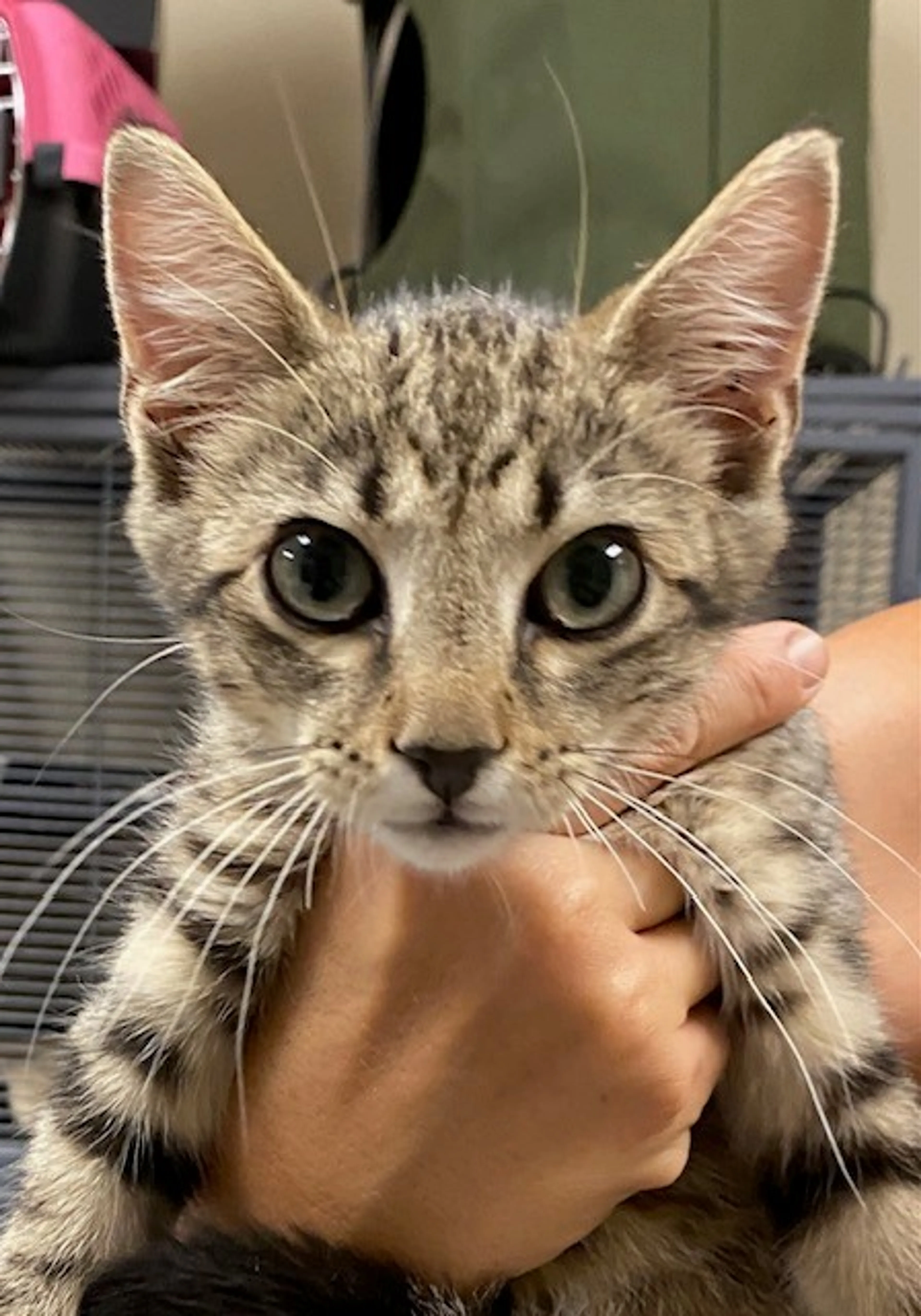 Found pet