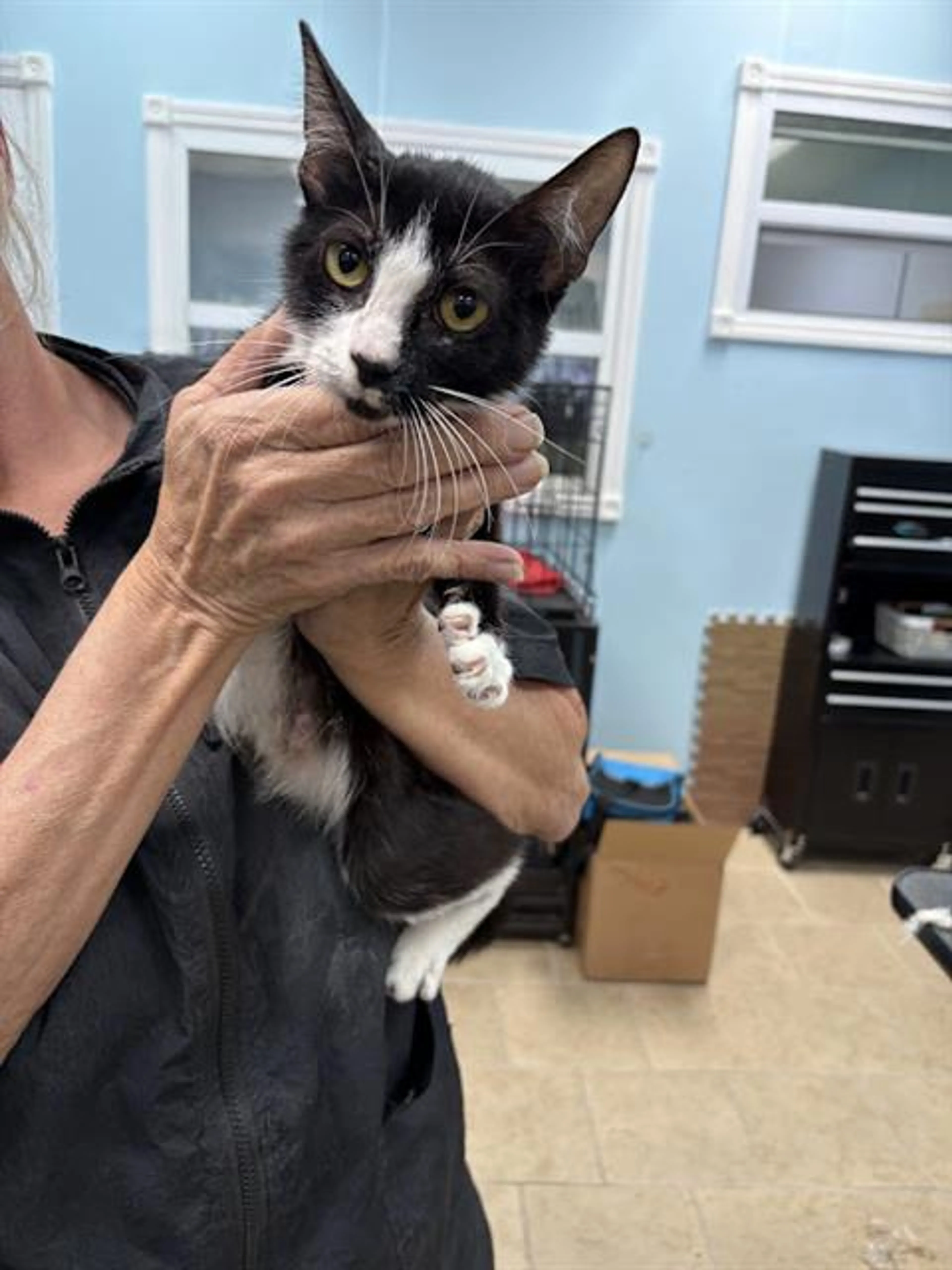 Found pet