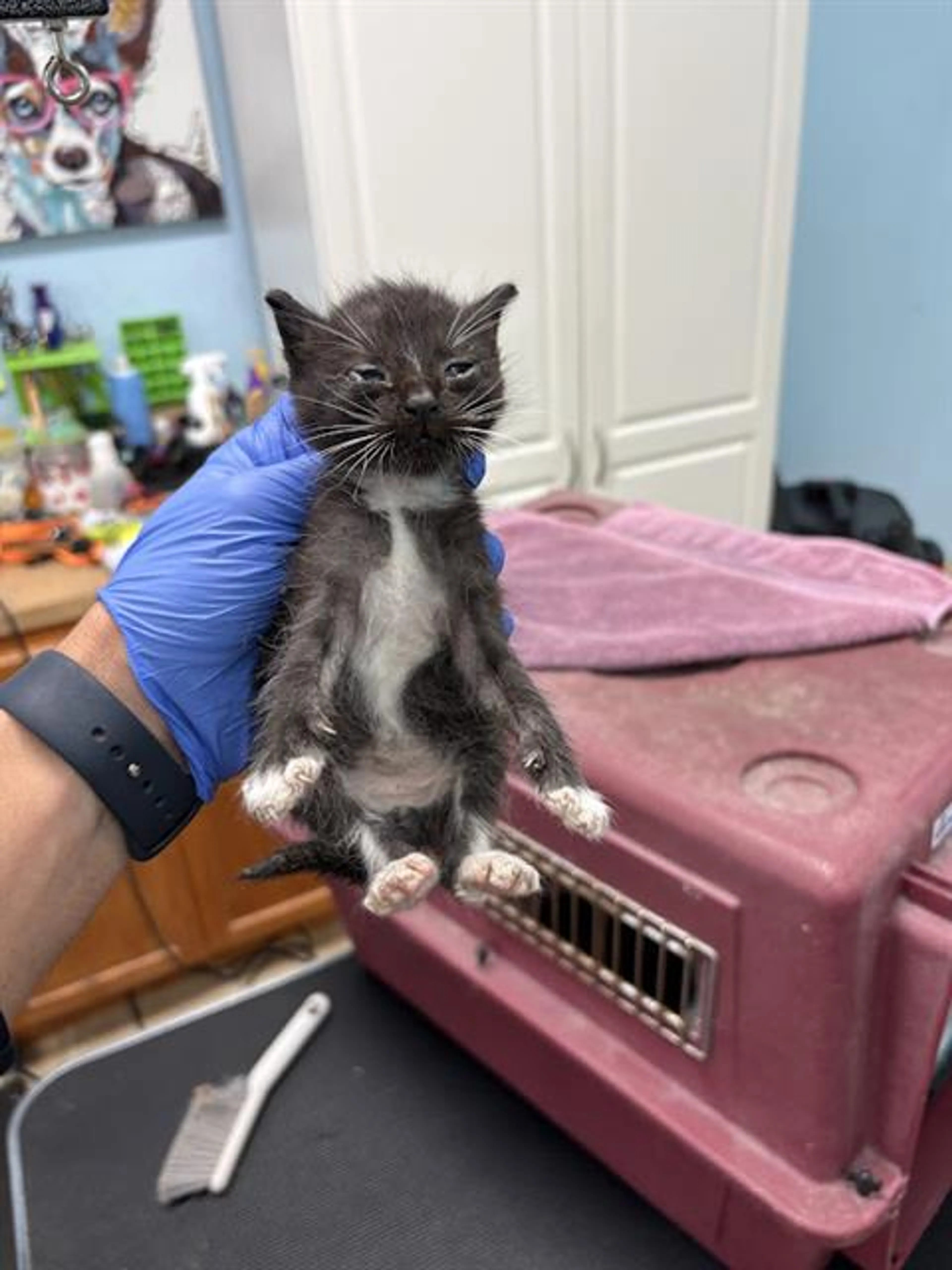 Found pet